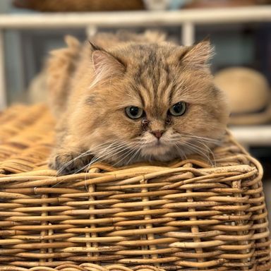 あぶの写真
