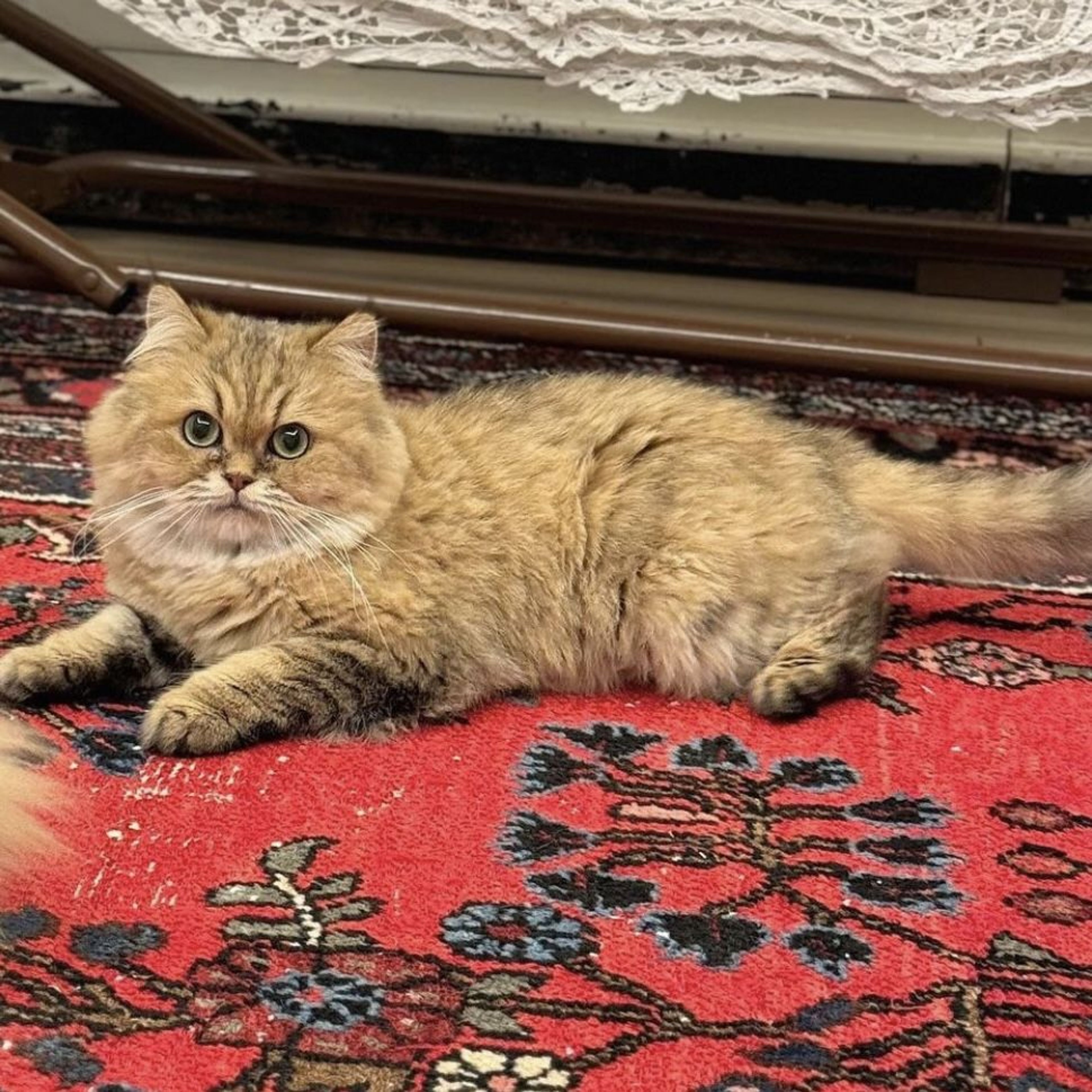 pet-image-2