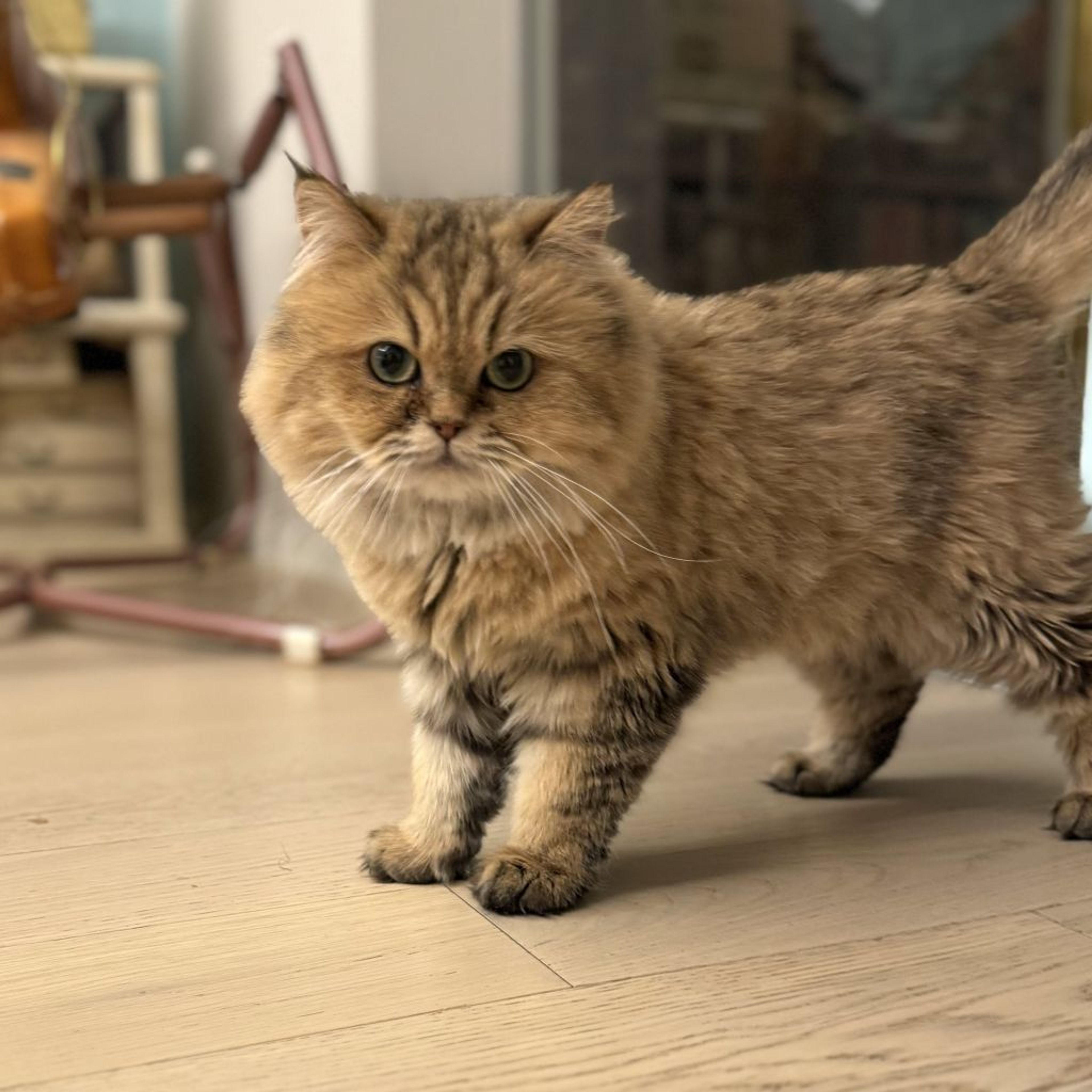 pet-image-4