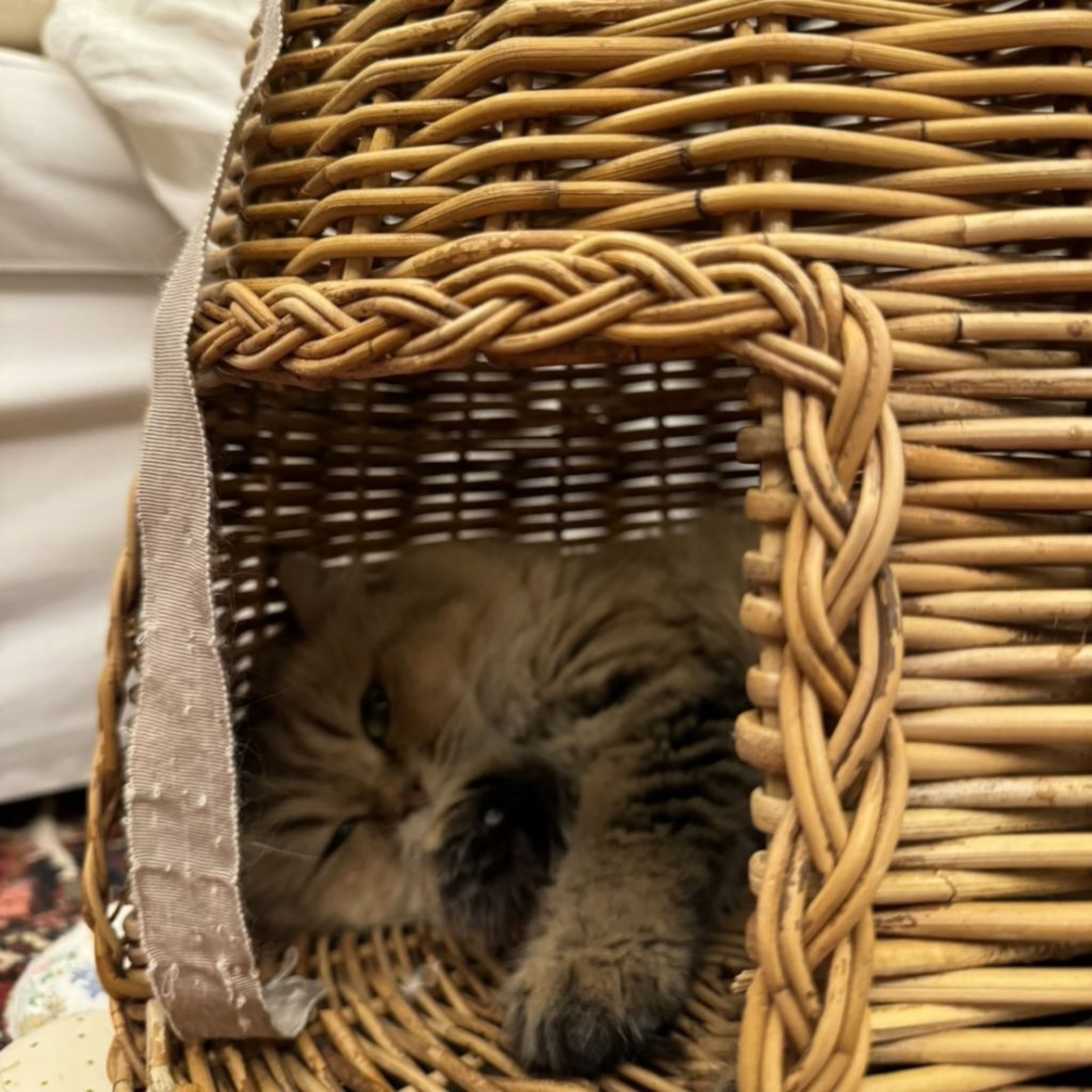 pet-image-7