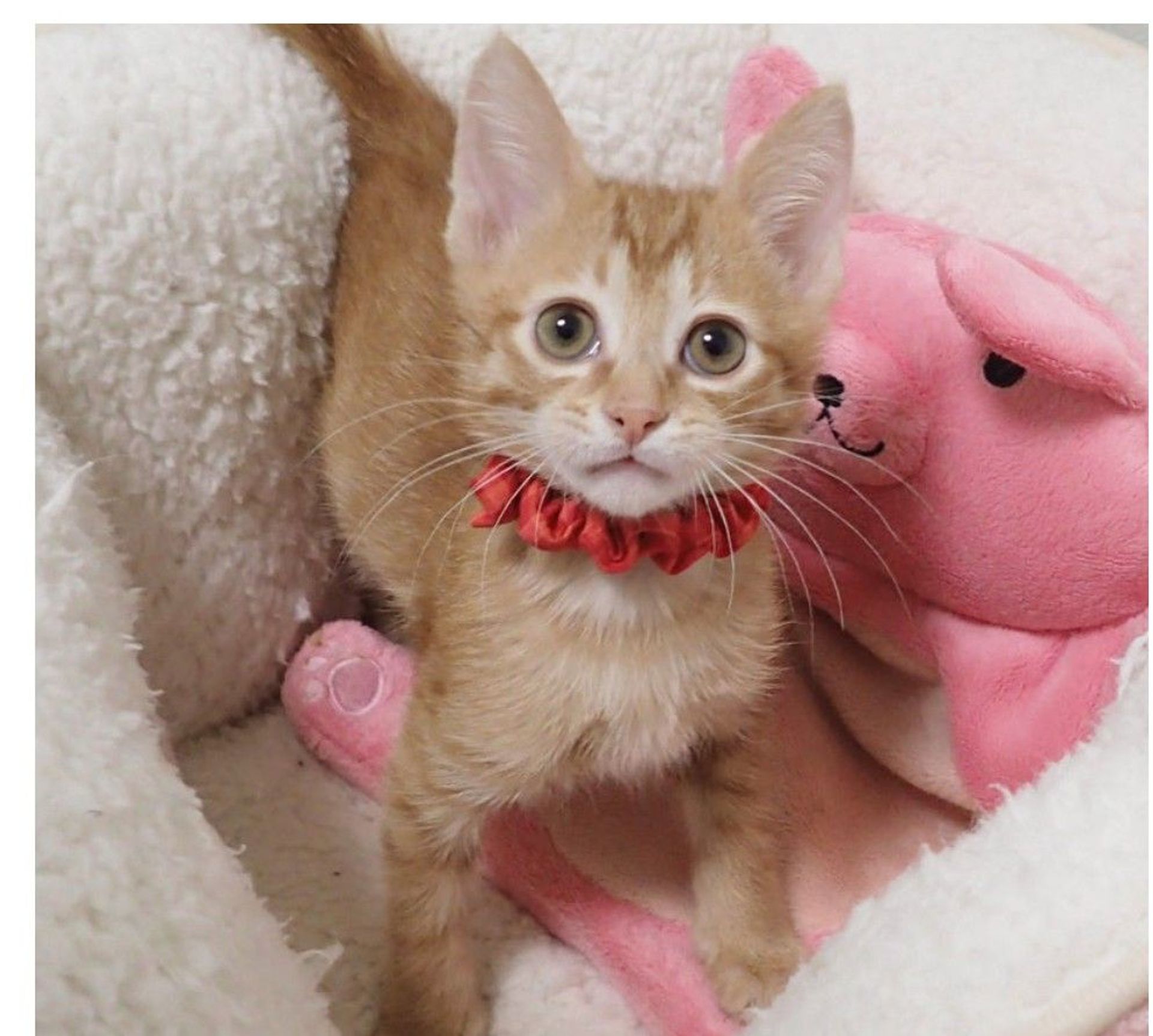 雑種（ミックス猫）・オスの里親募集の写真