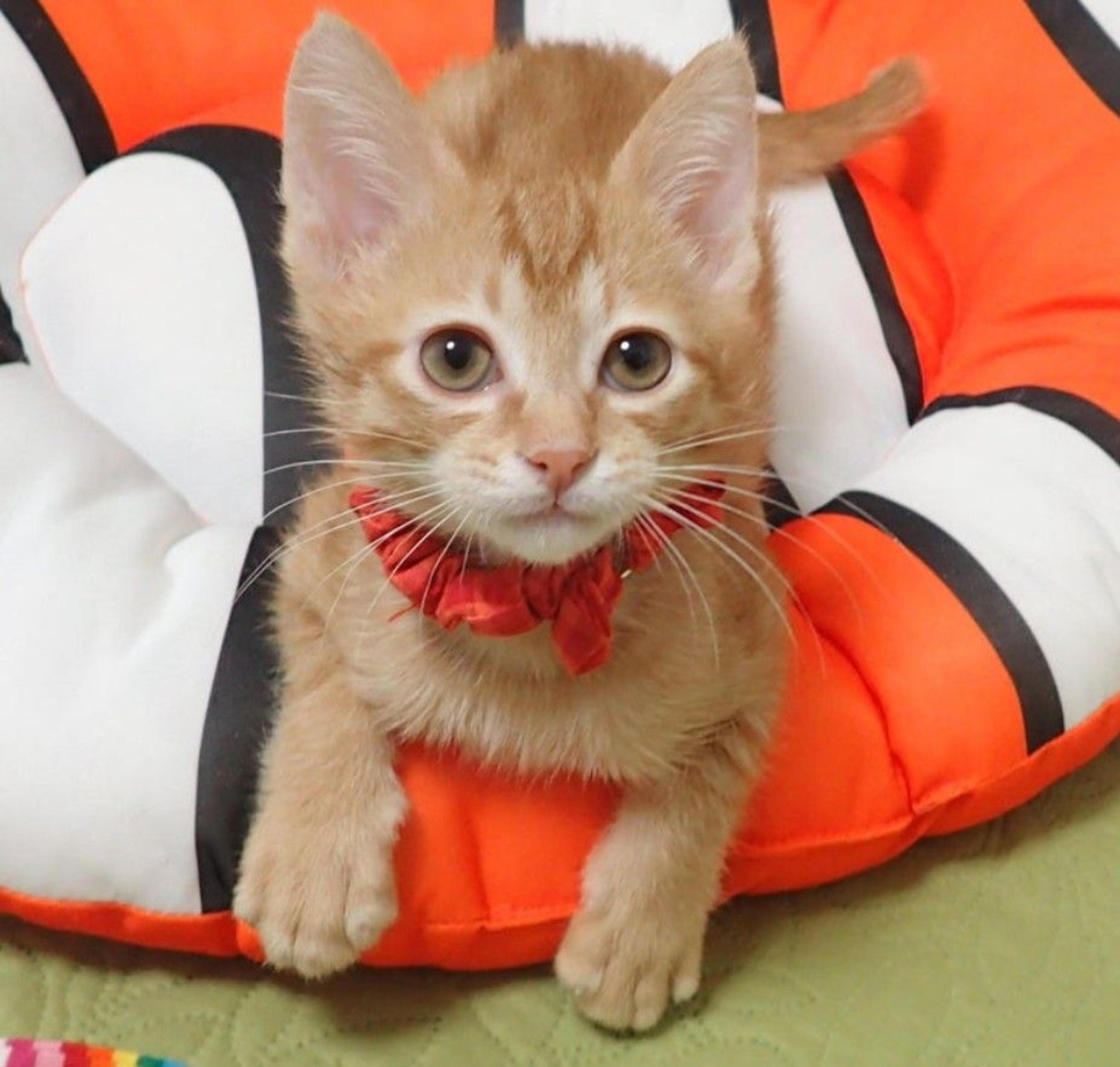 pet-image-2
