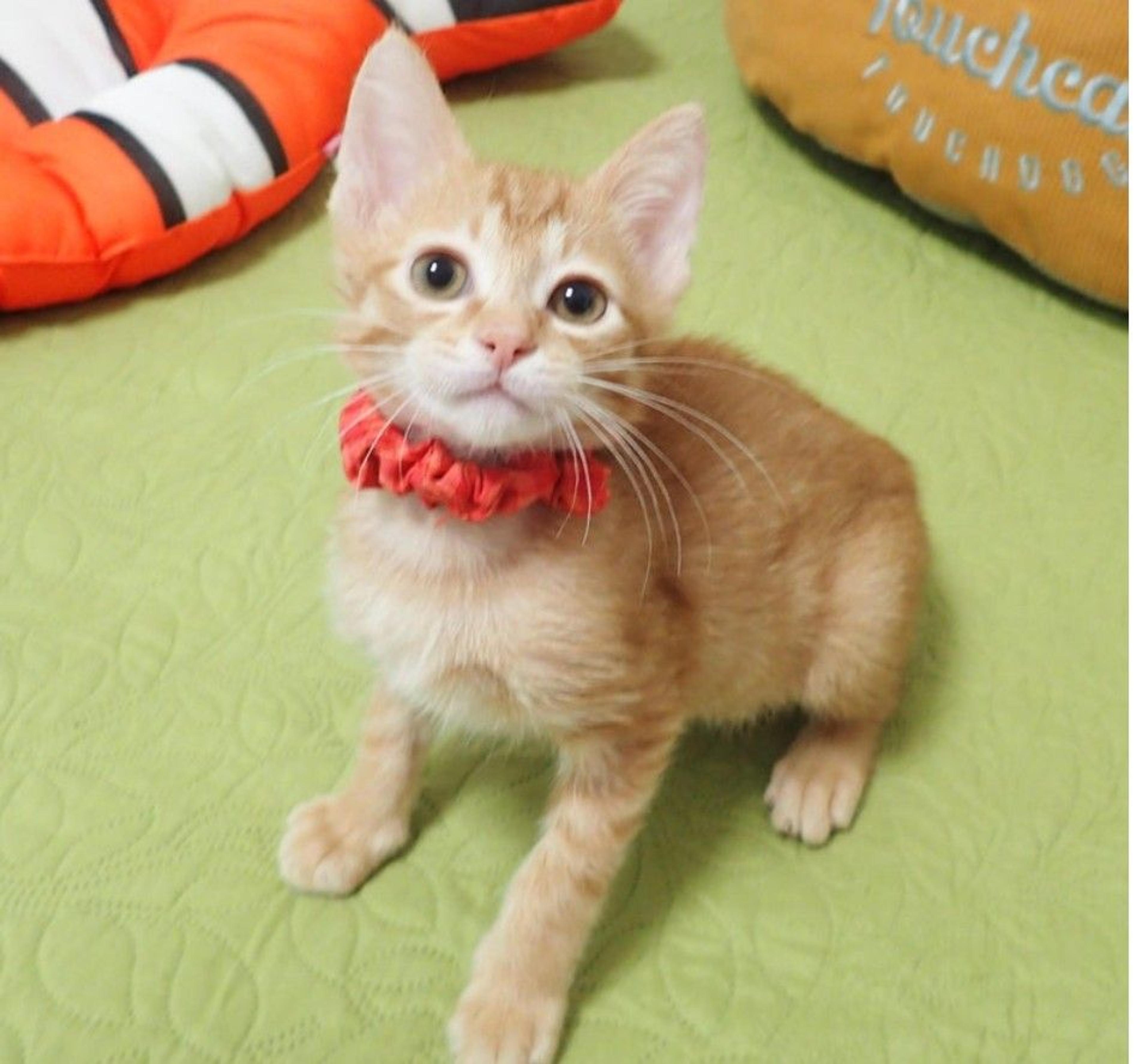 pet-image-3