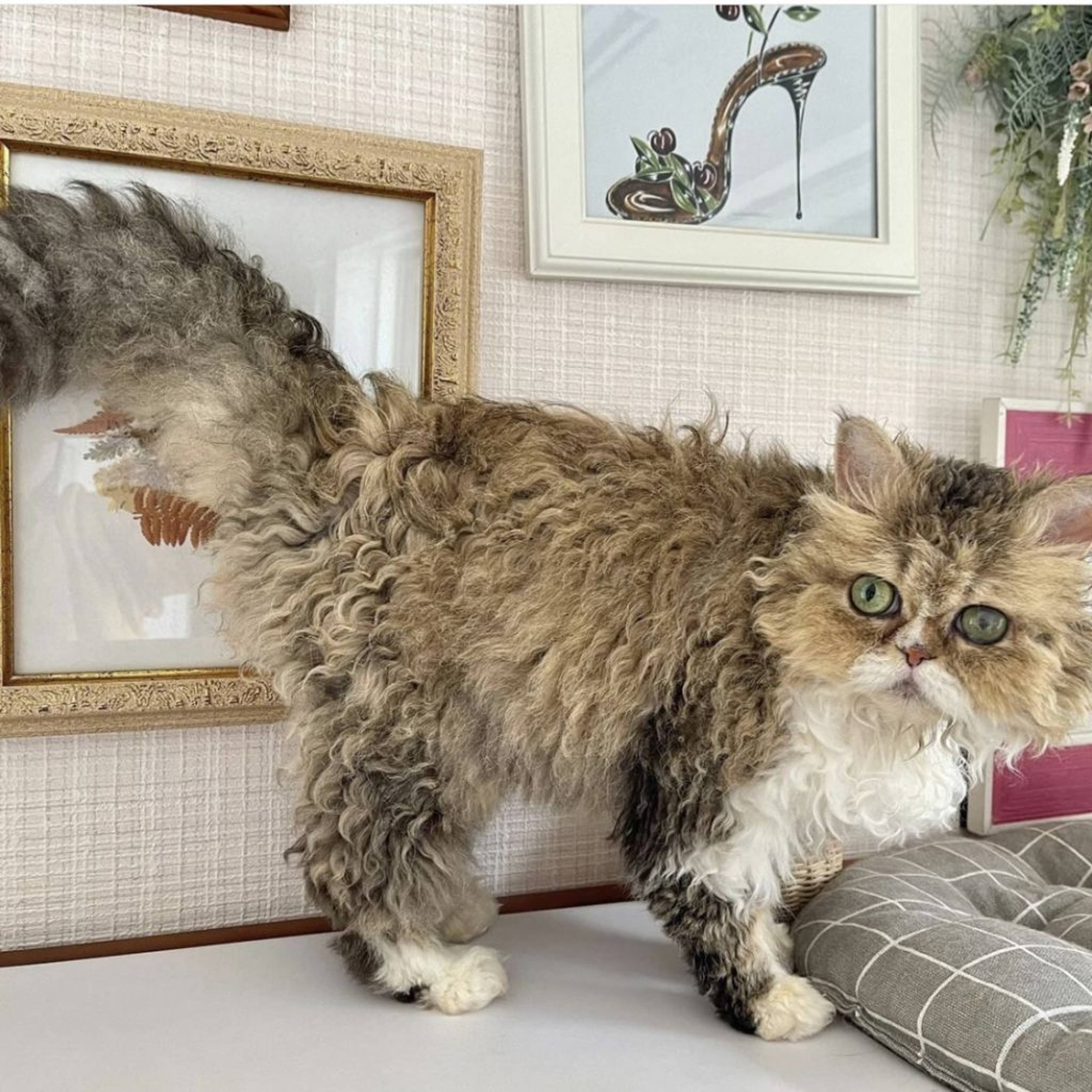 セルカークレックス・メスの里親募集の写真