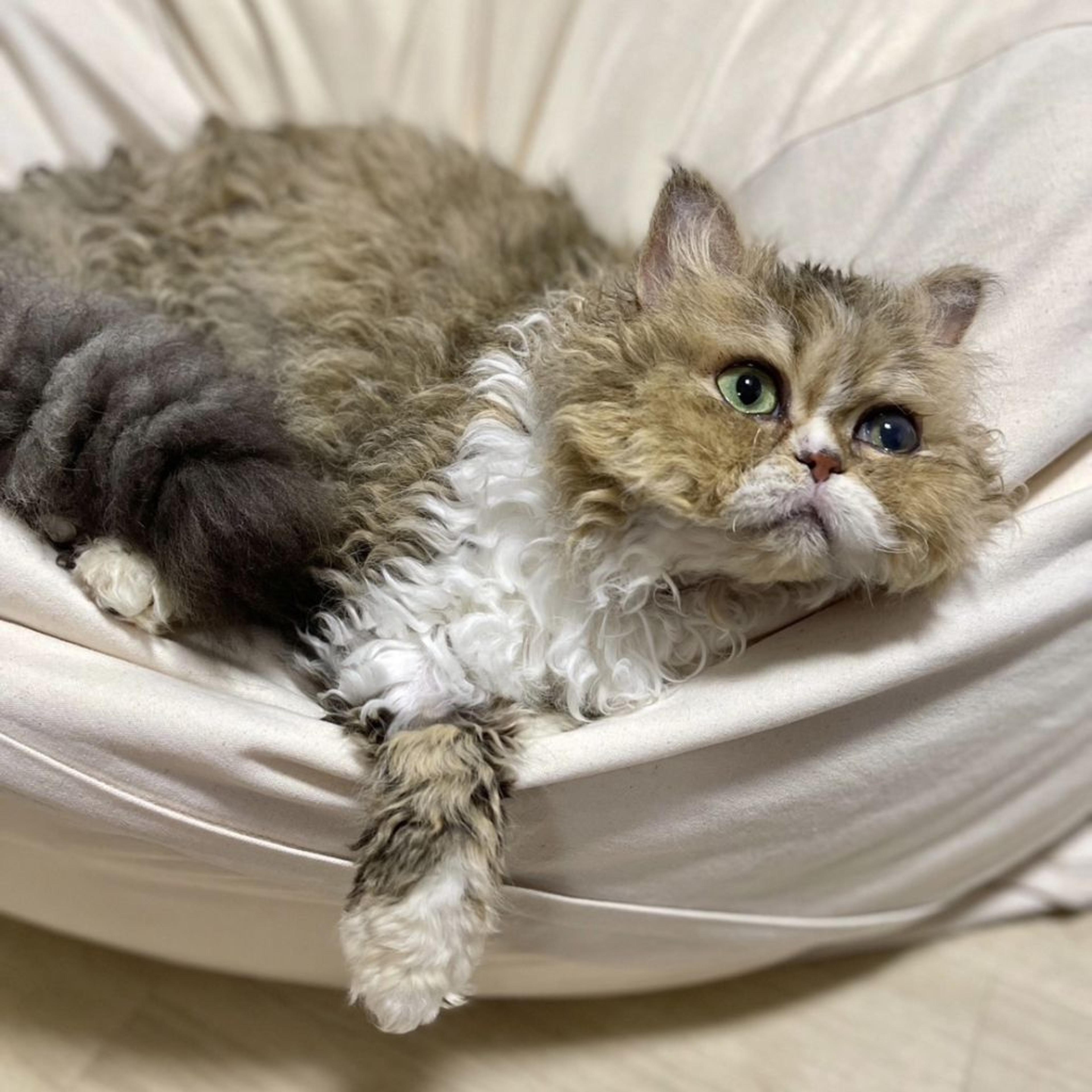 pet-image-2