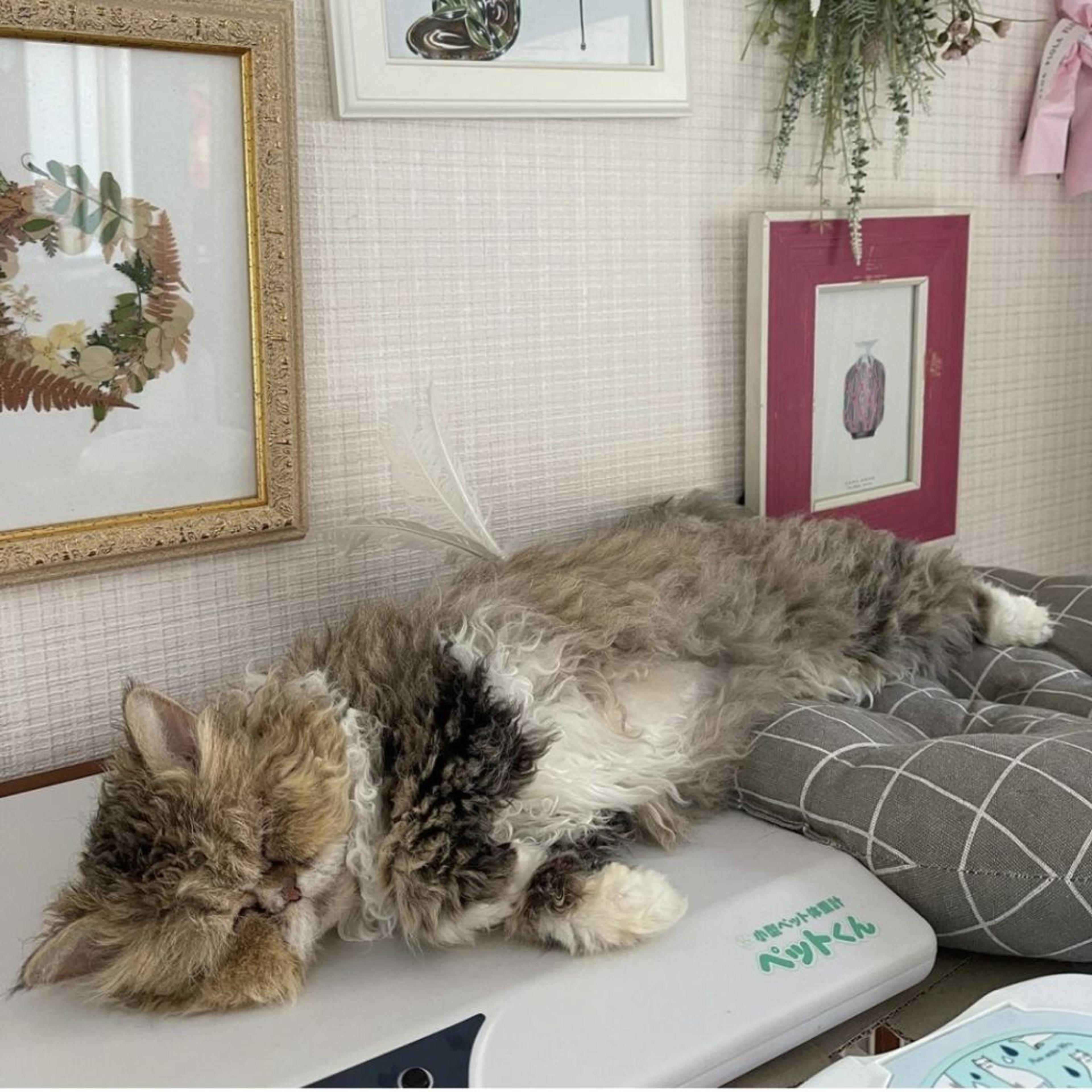 pet-image-4