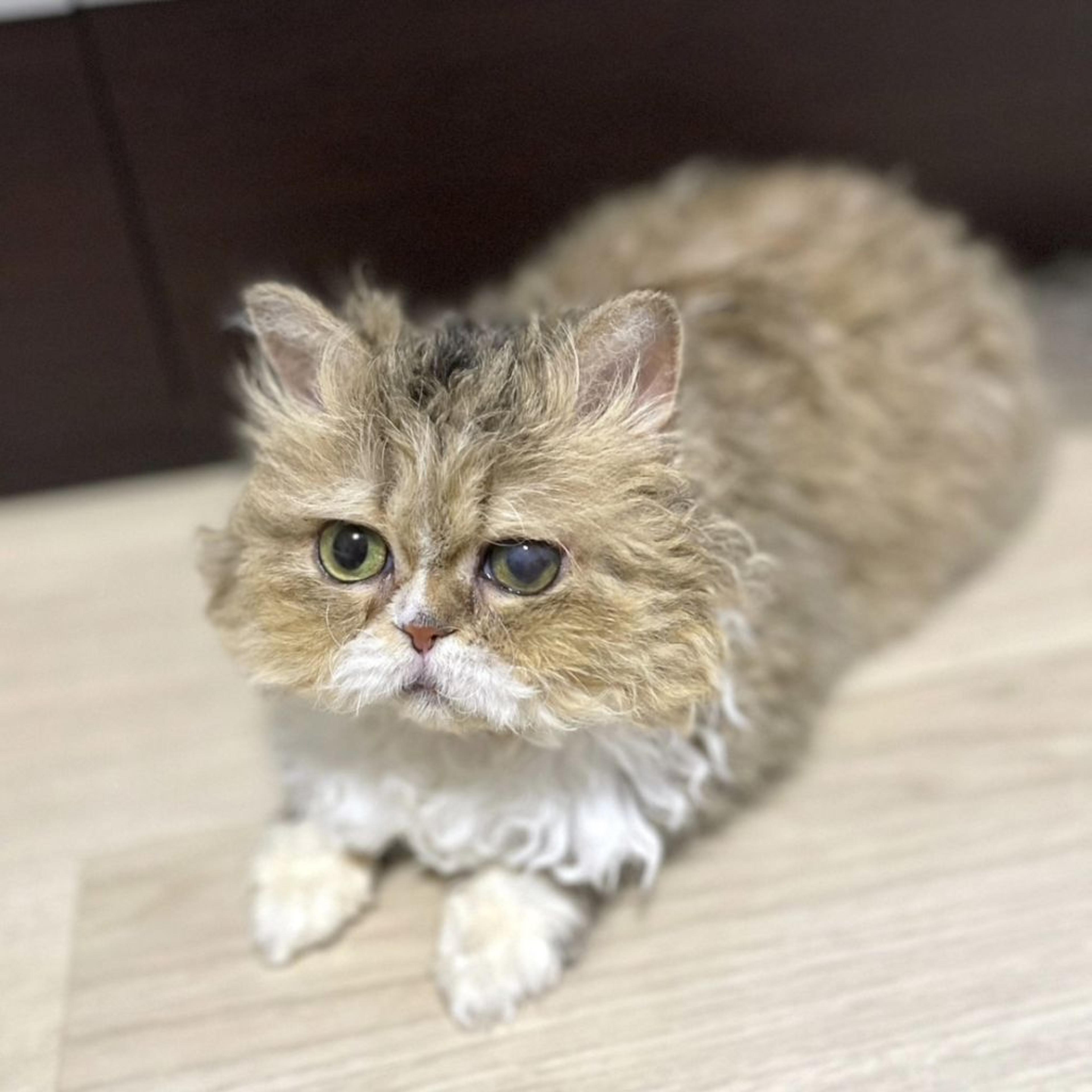 pet-image-5