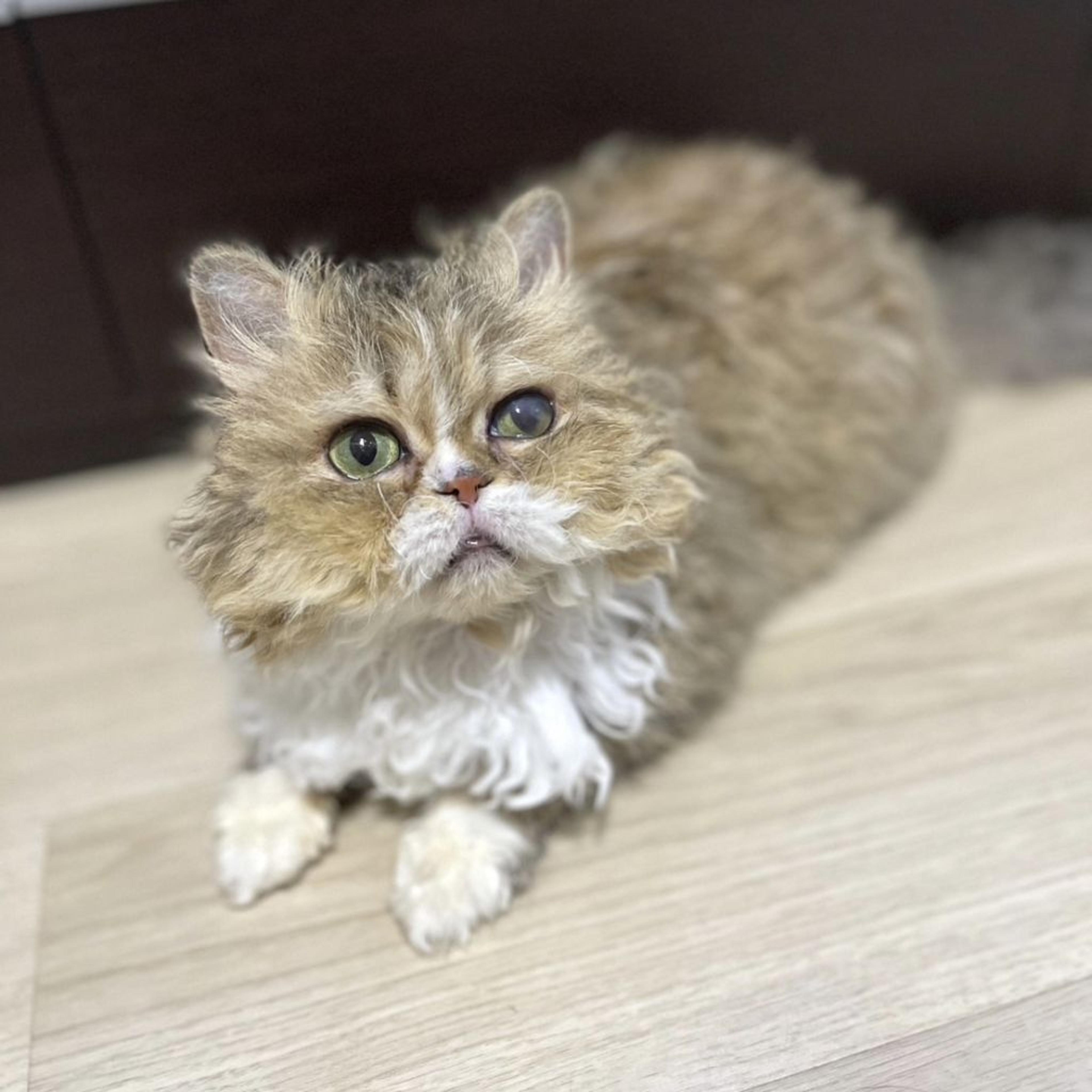 pet-image-6