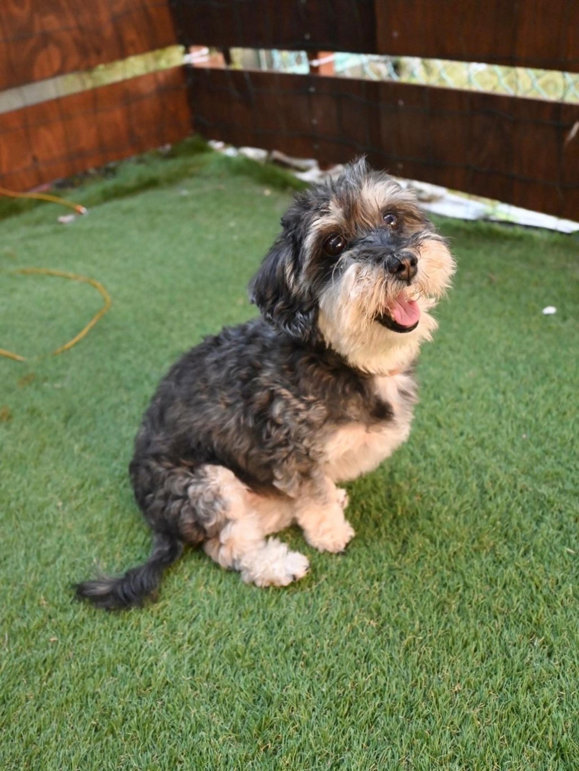 pet-image-3