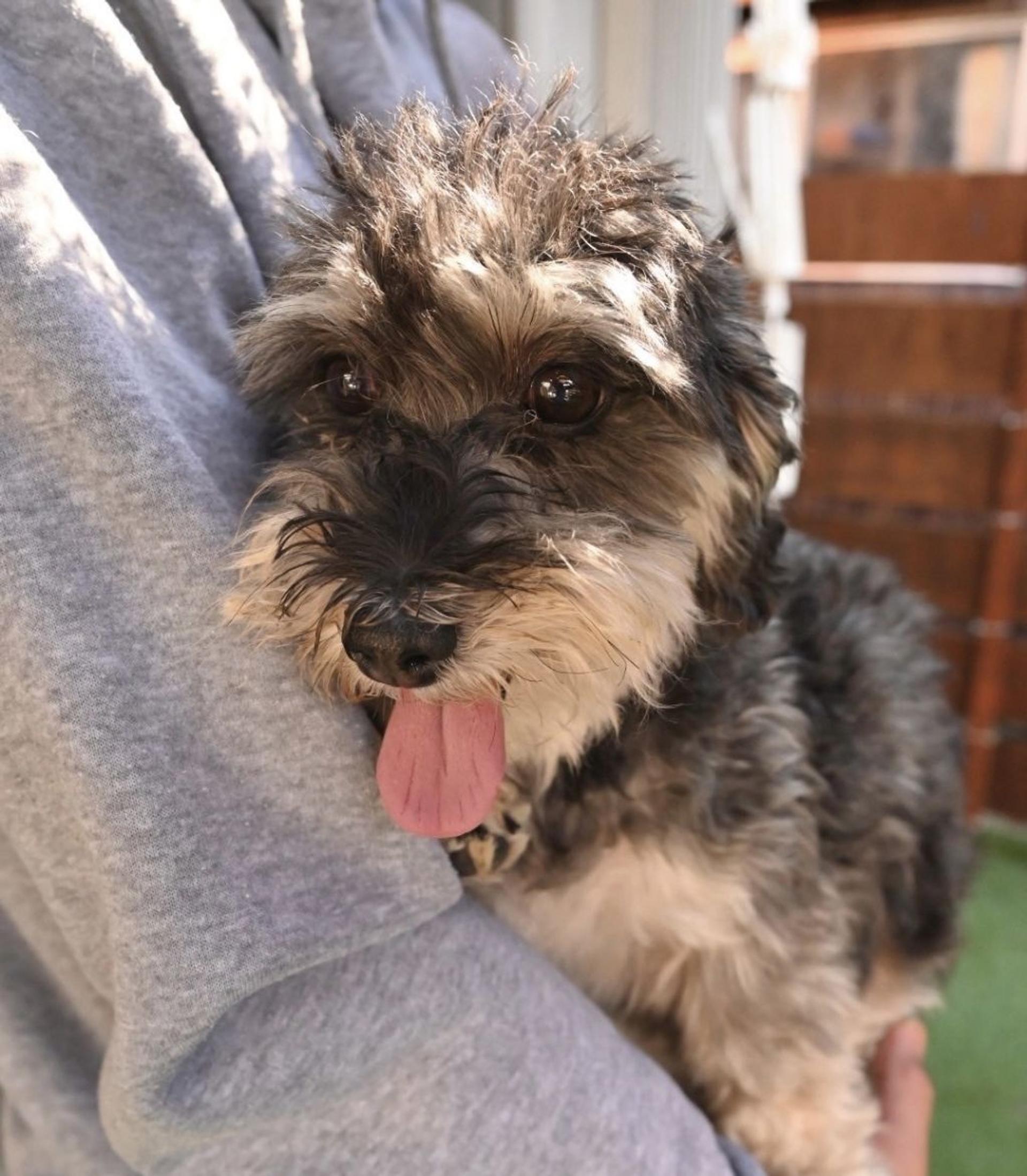 pet-image-4