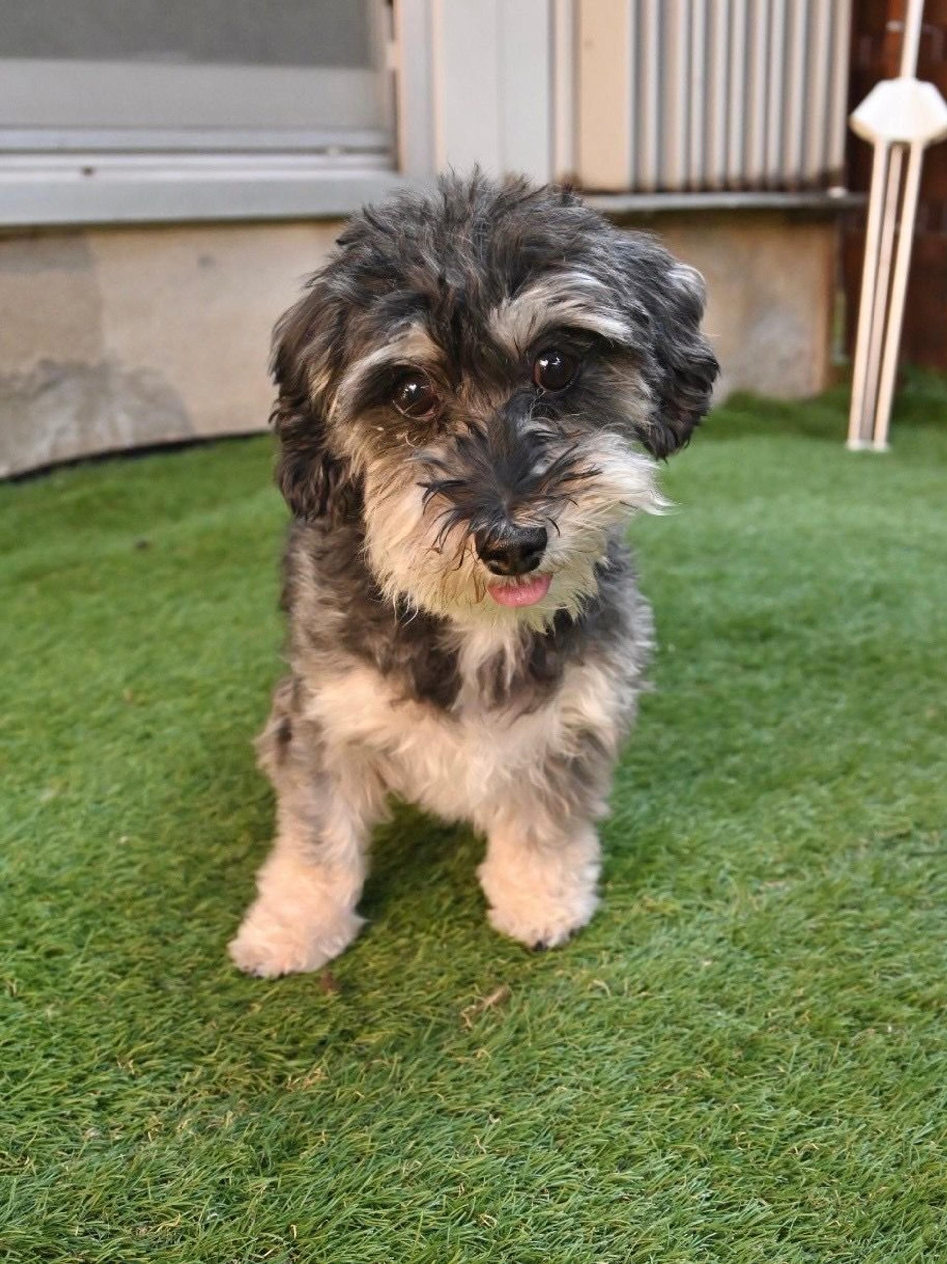 pet-image-7