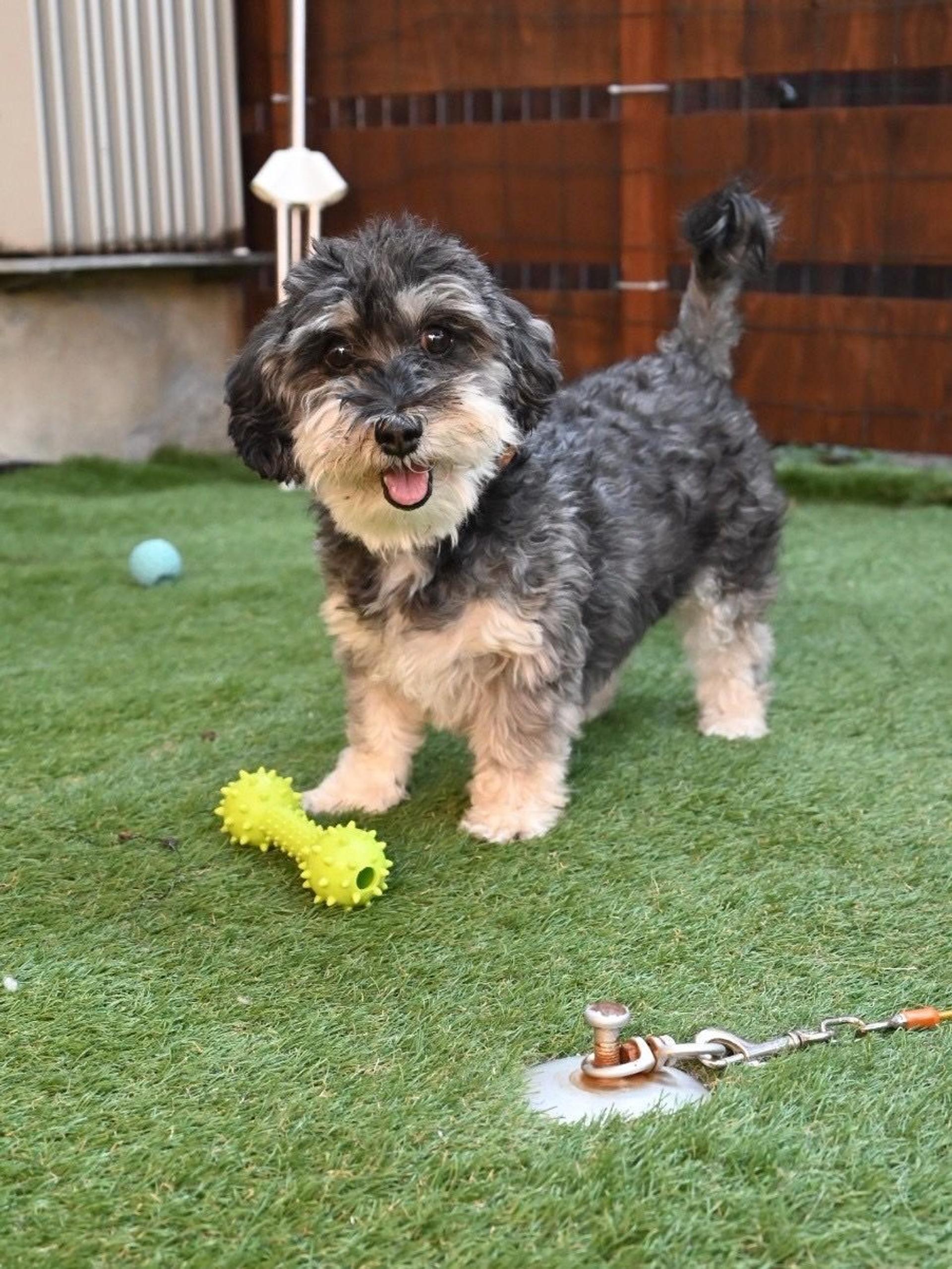 pet-image-9