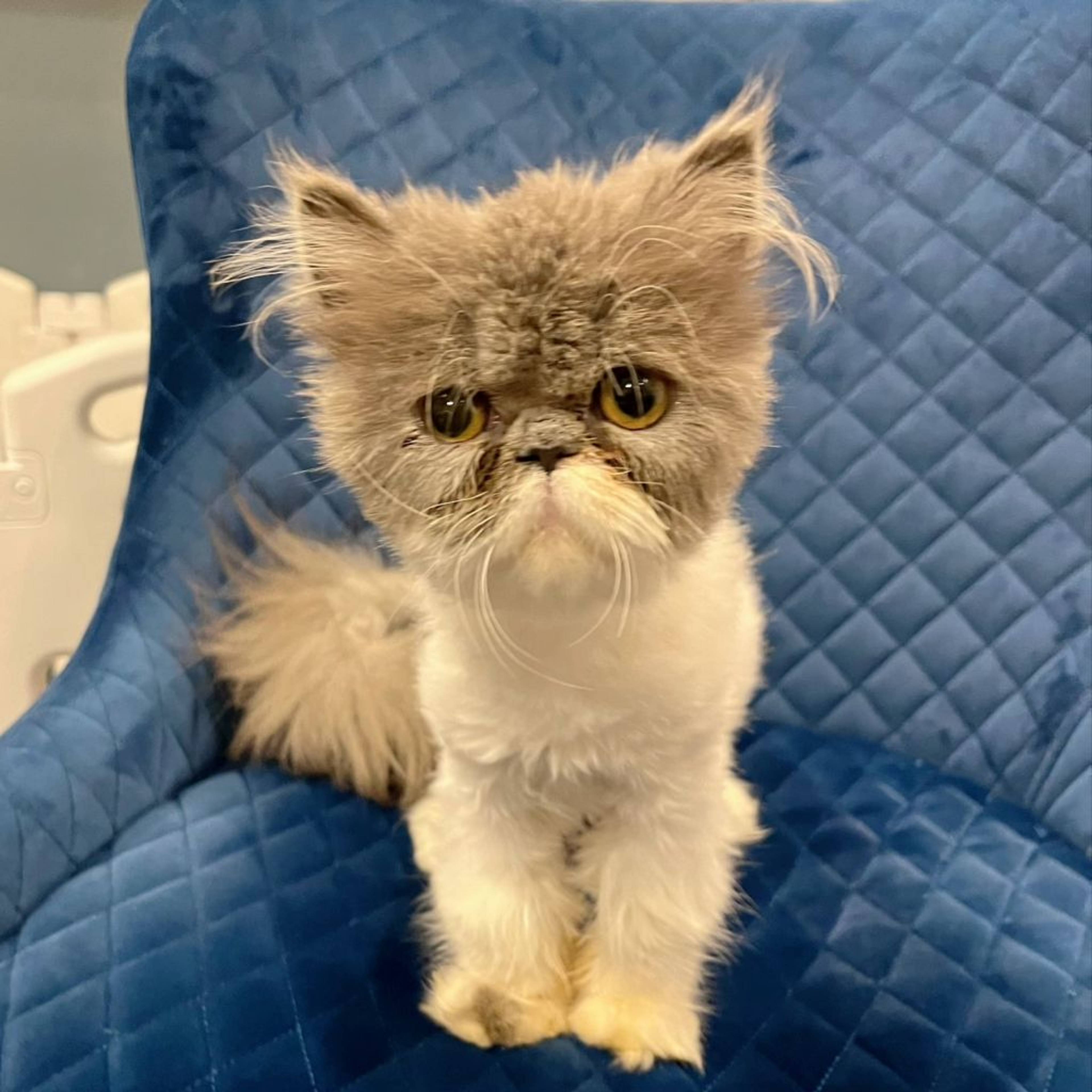 エキゾチックショートヘア・メスの里親募集の写真
