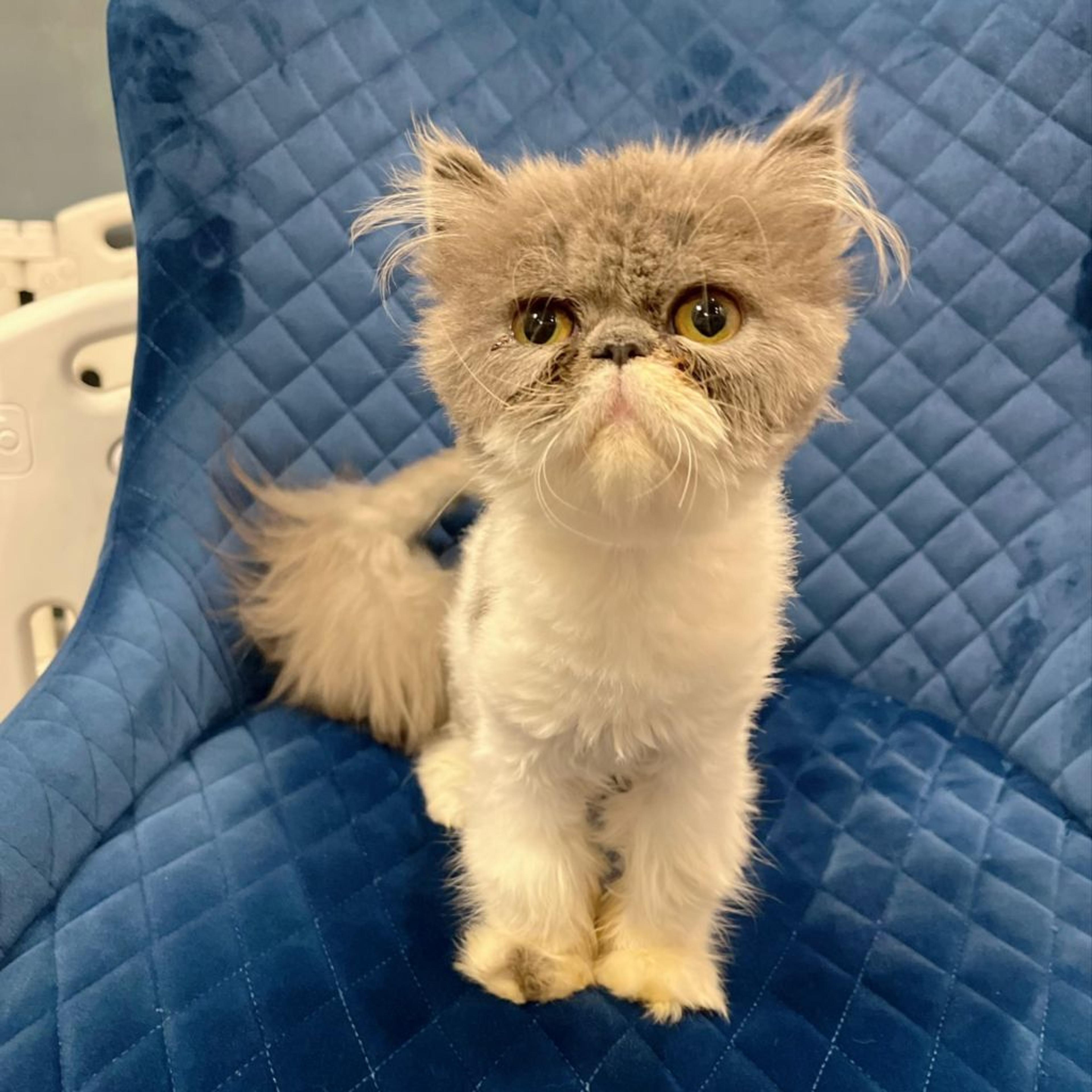 pet-image-3