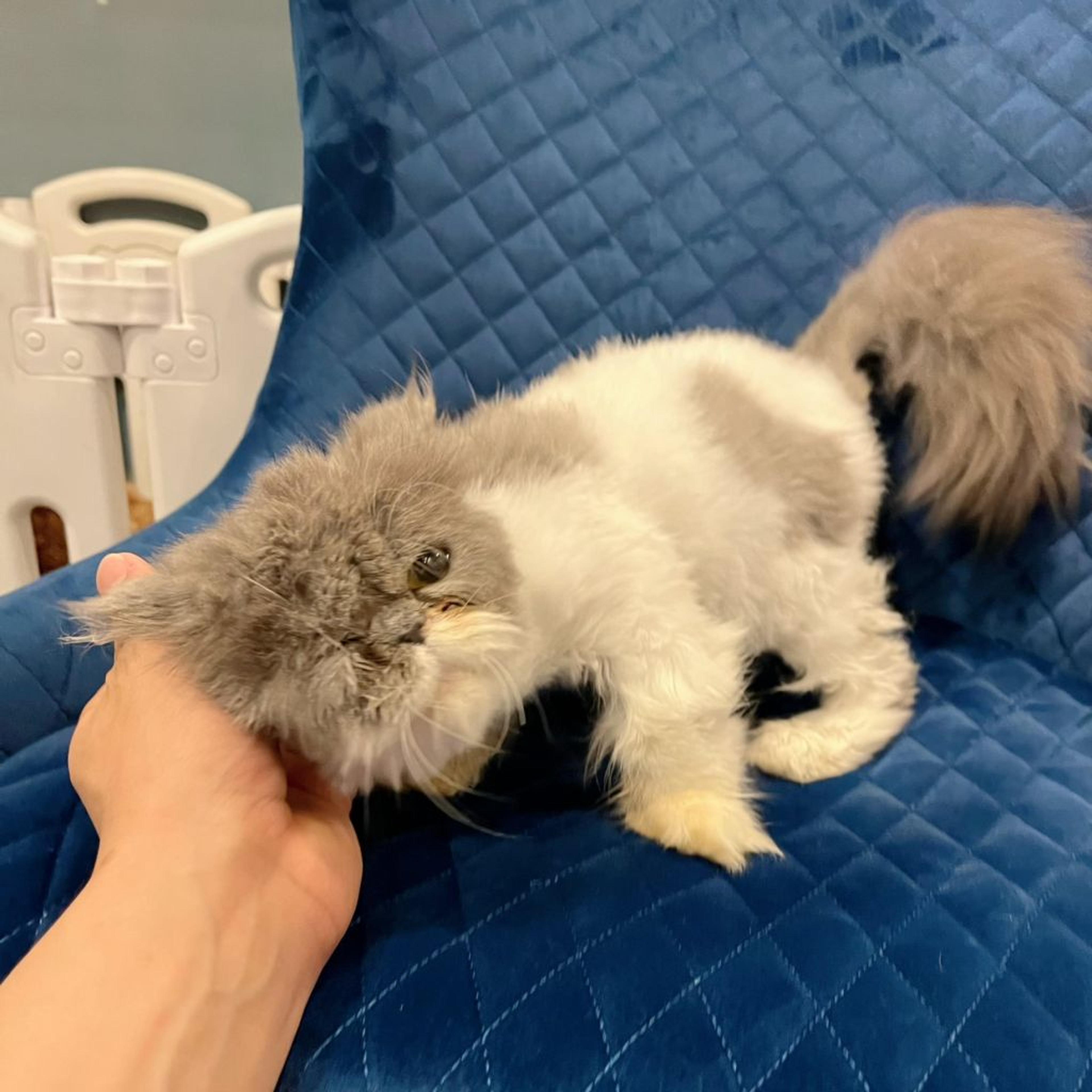 pet-image-5