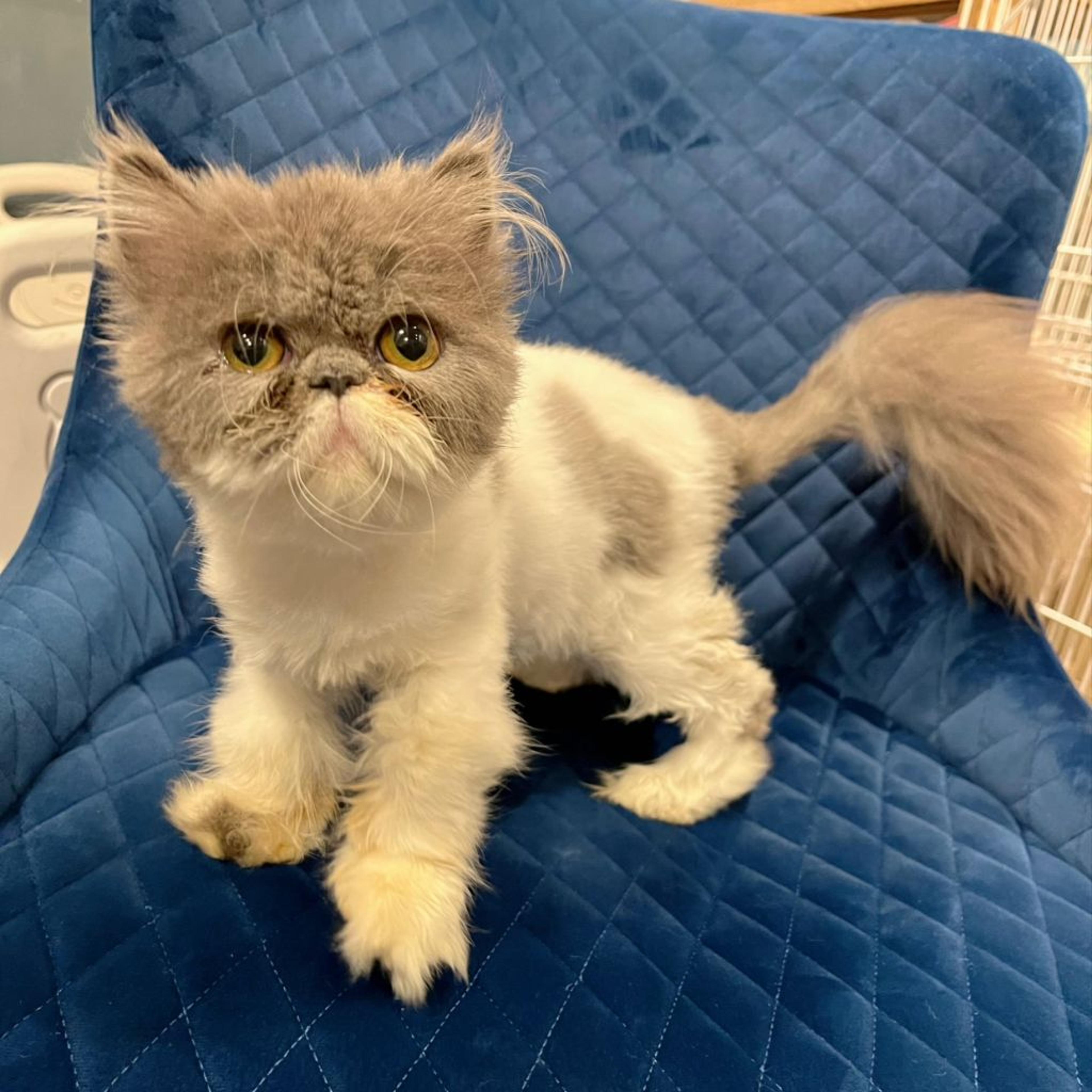 pet-image-6