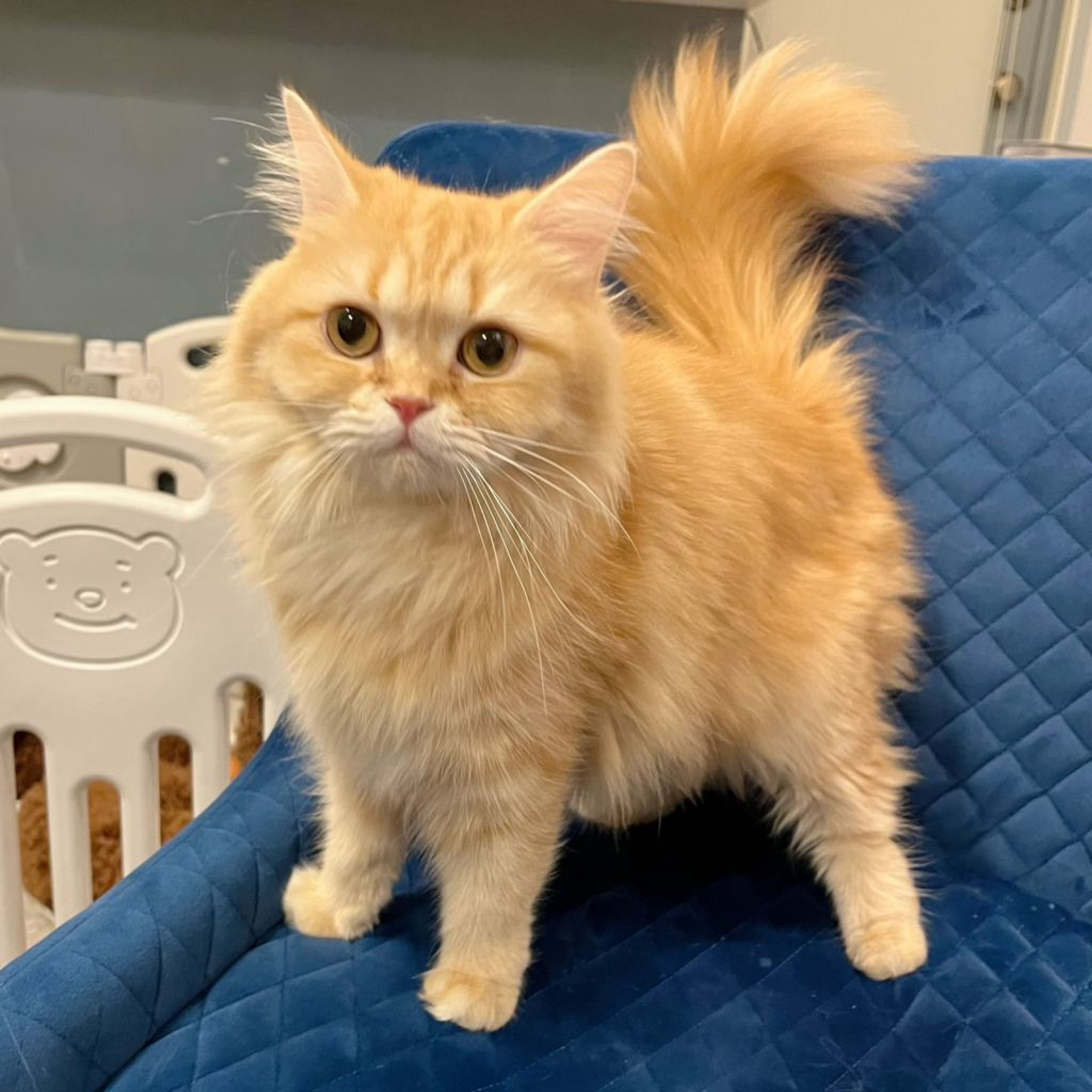 pet-image-5