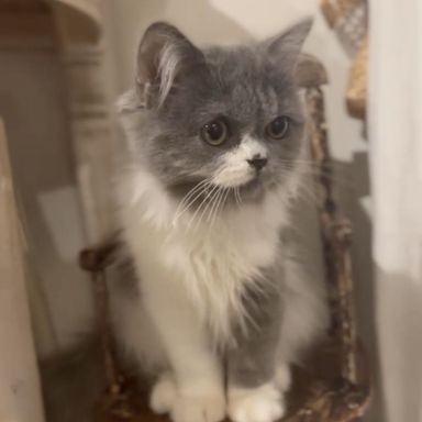 ポポの写真