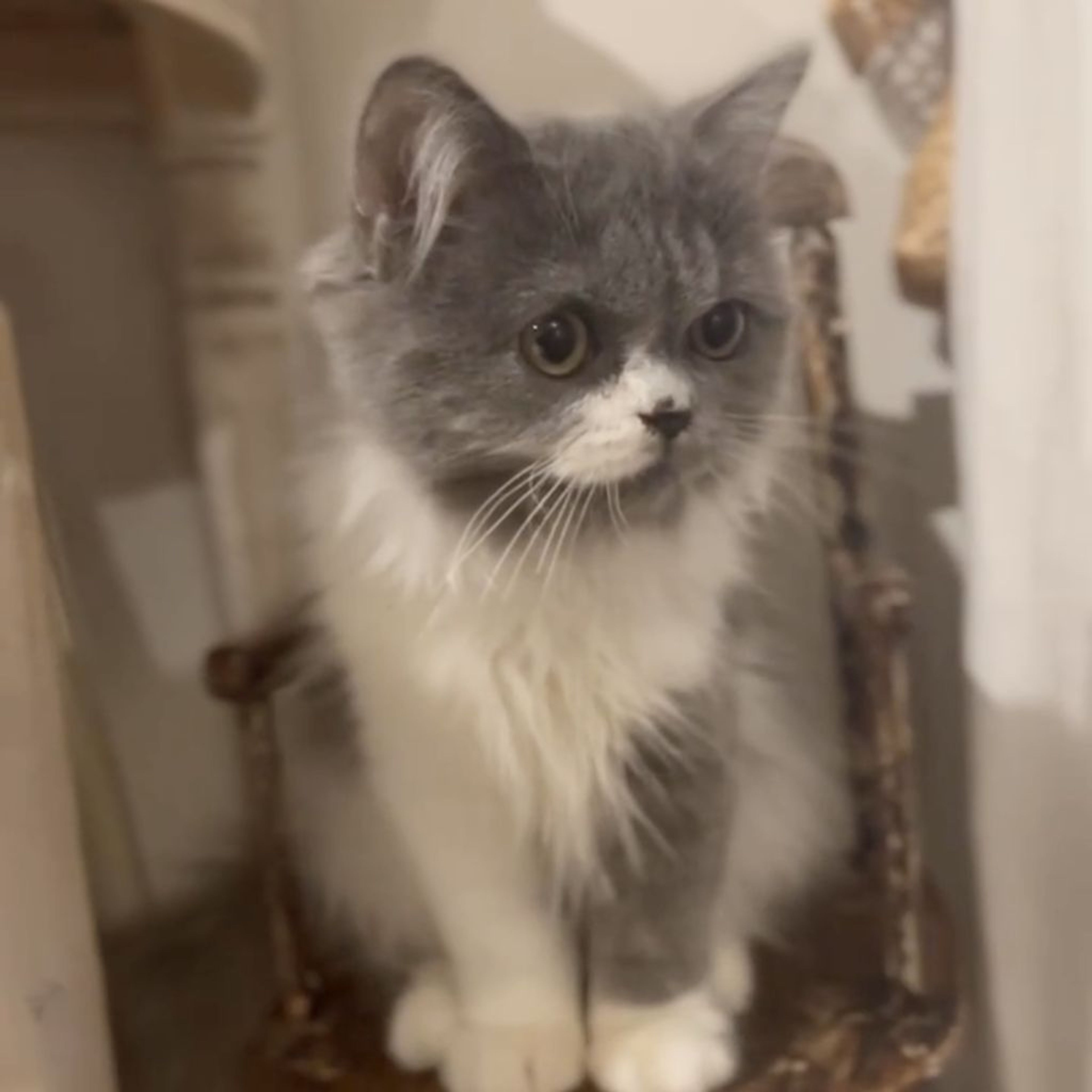 スコティッシュフォールド・オスの里親募集の写真
