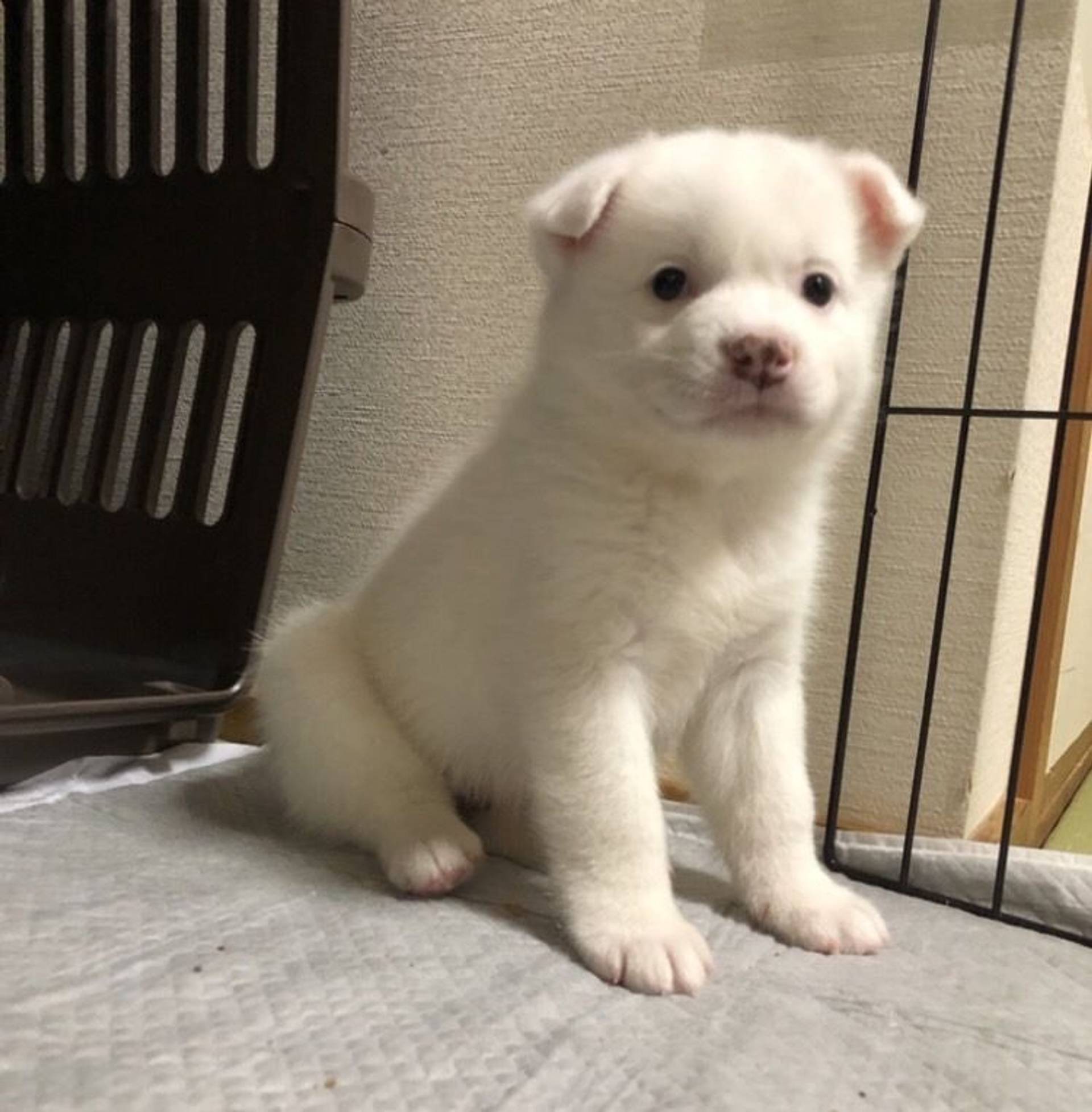 雑種（ミックス犬）・メスの里親募集の写真