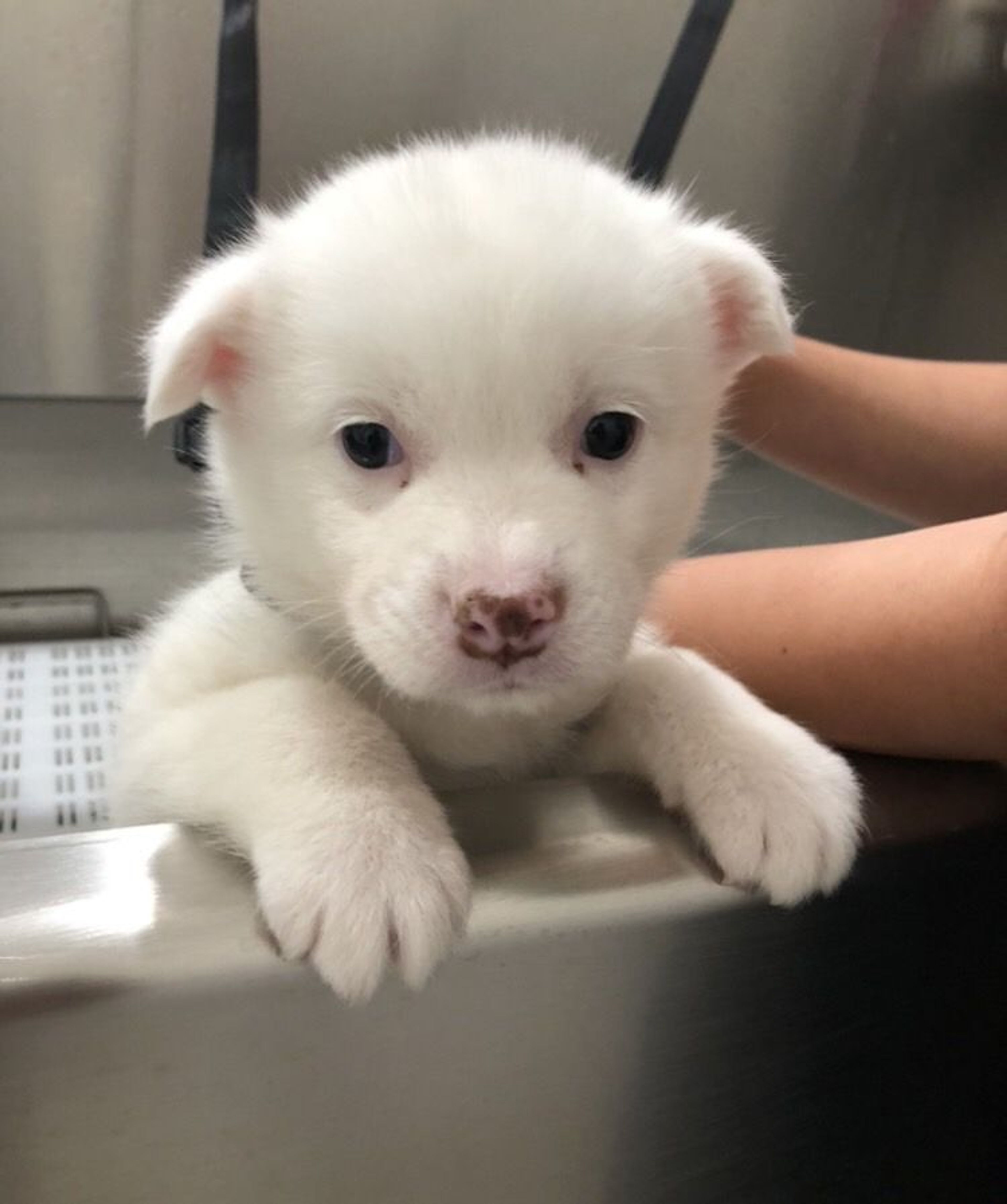 pet-image-3