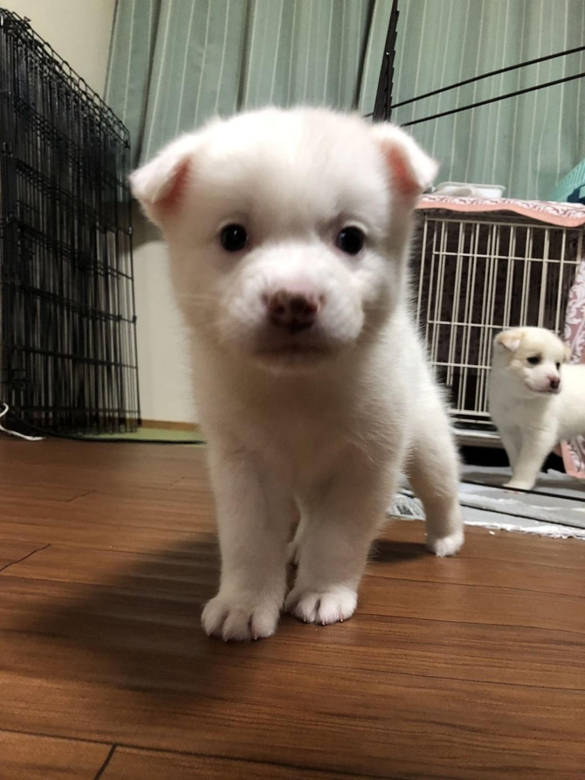 pet-image-4