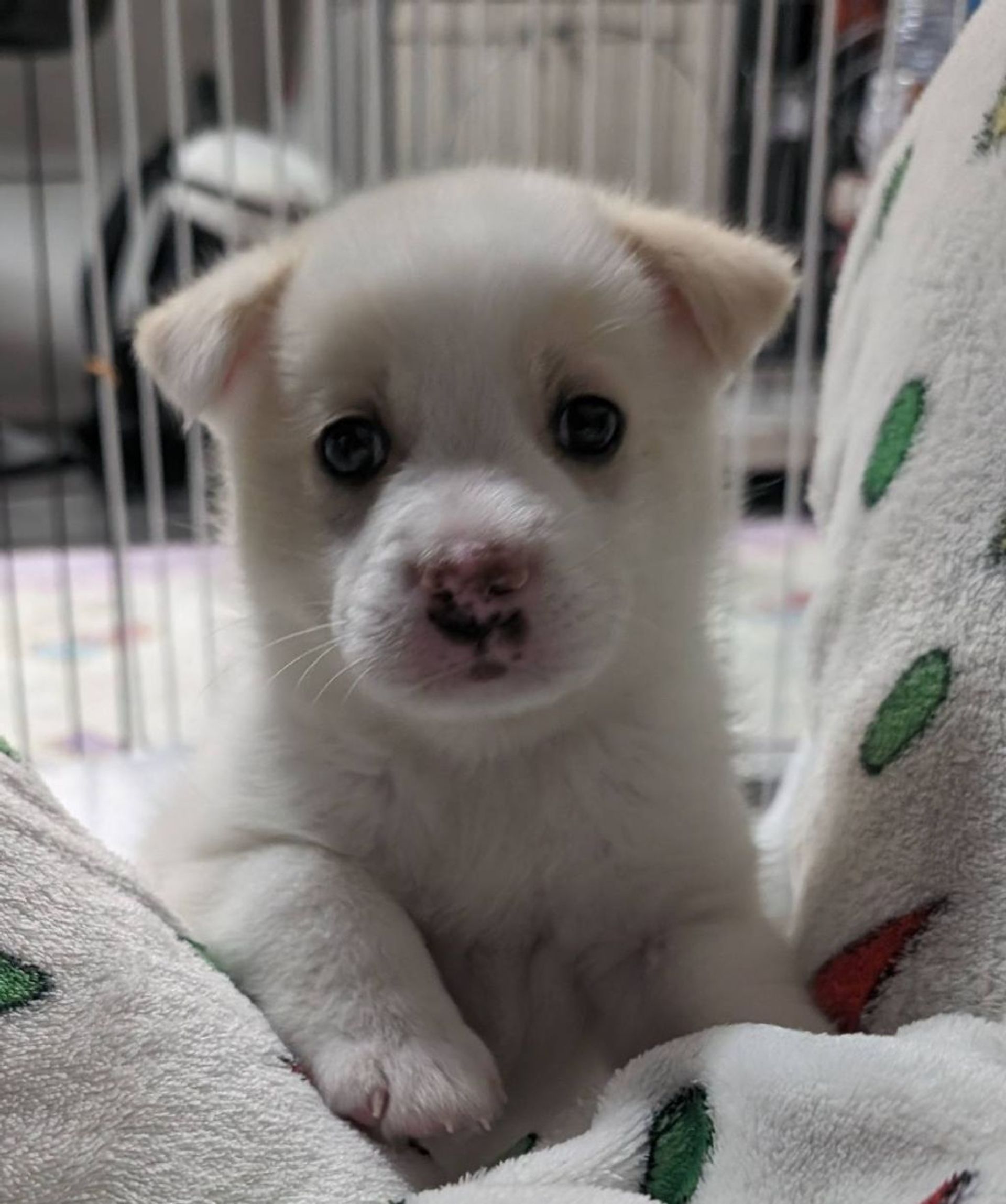 雑種（ミックス犬）・オスの里親募集の写真