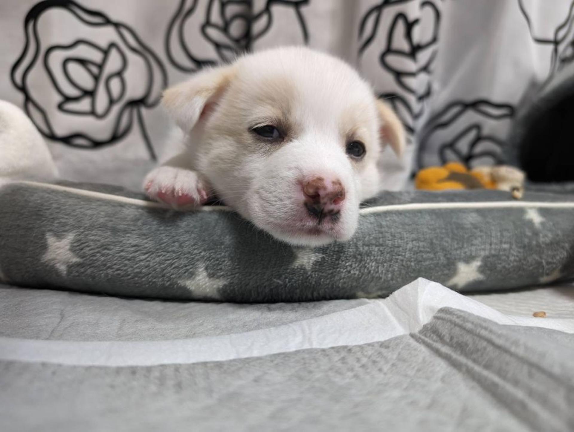 pet-image-2
