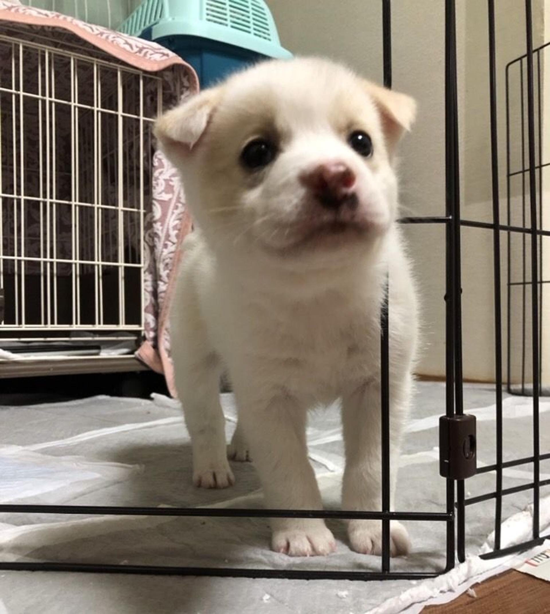 pet-image-3