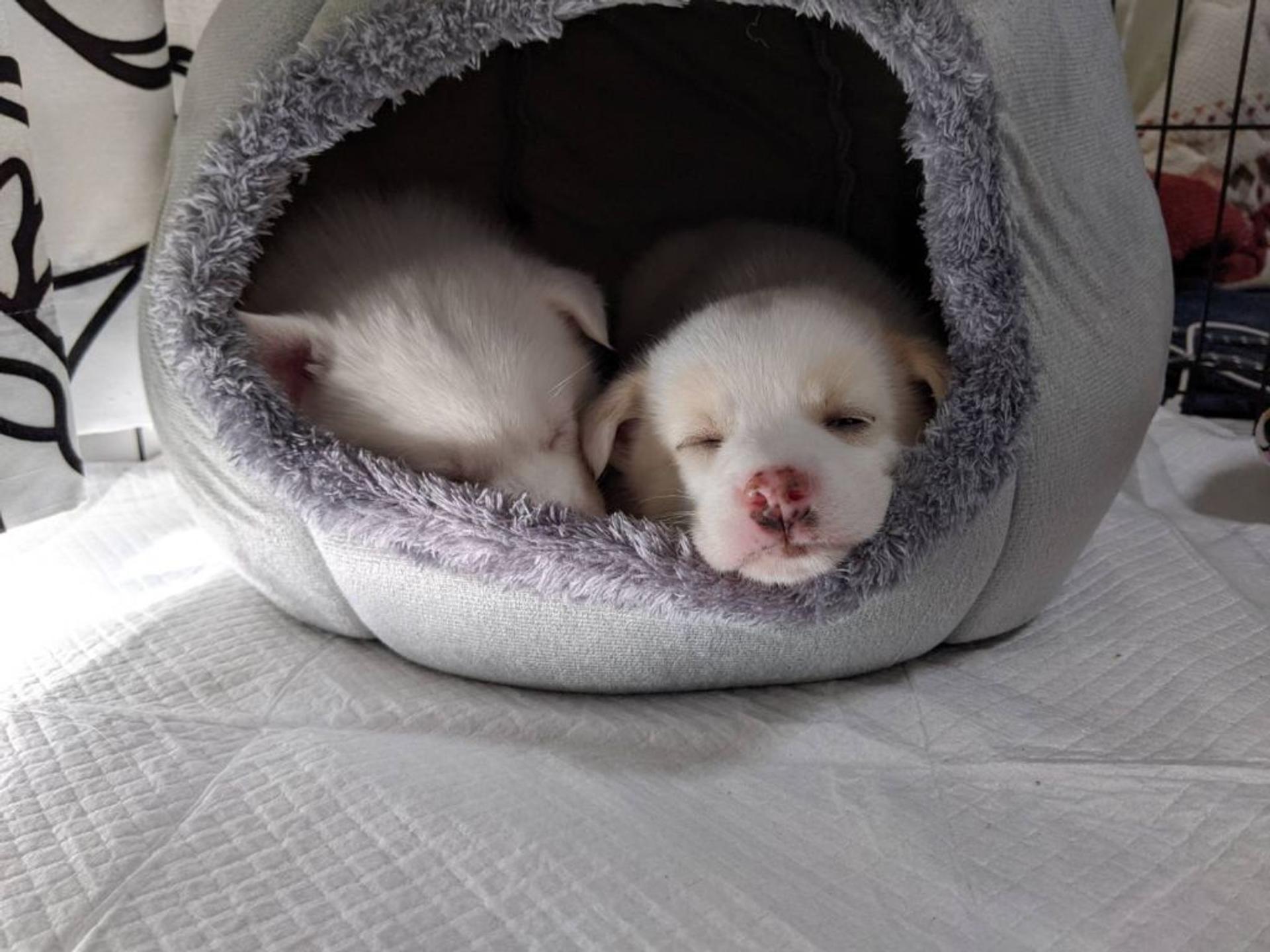 pet-image-5