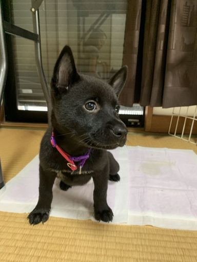麦チョコの写真