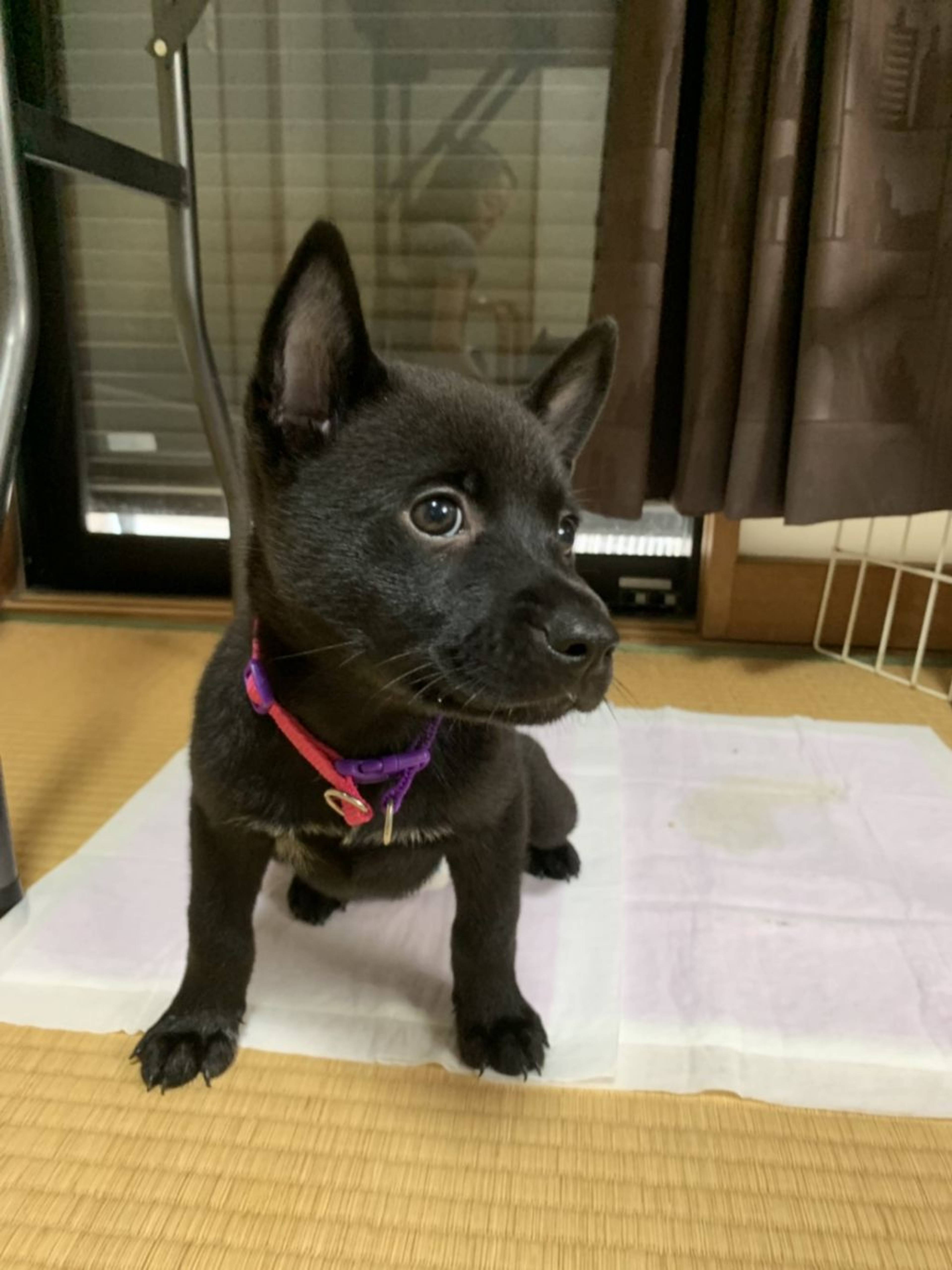 雑種（ミックス犬）・メスの里親募集の写真