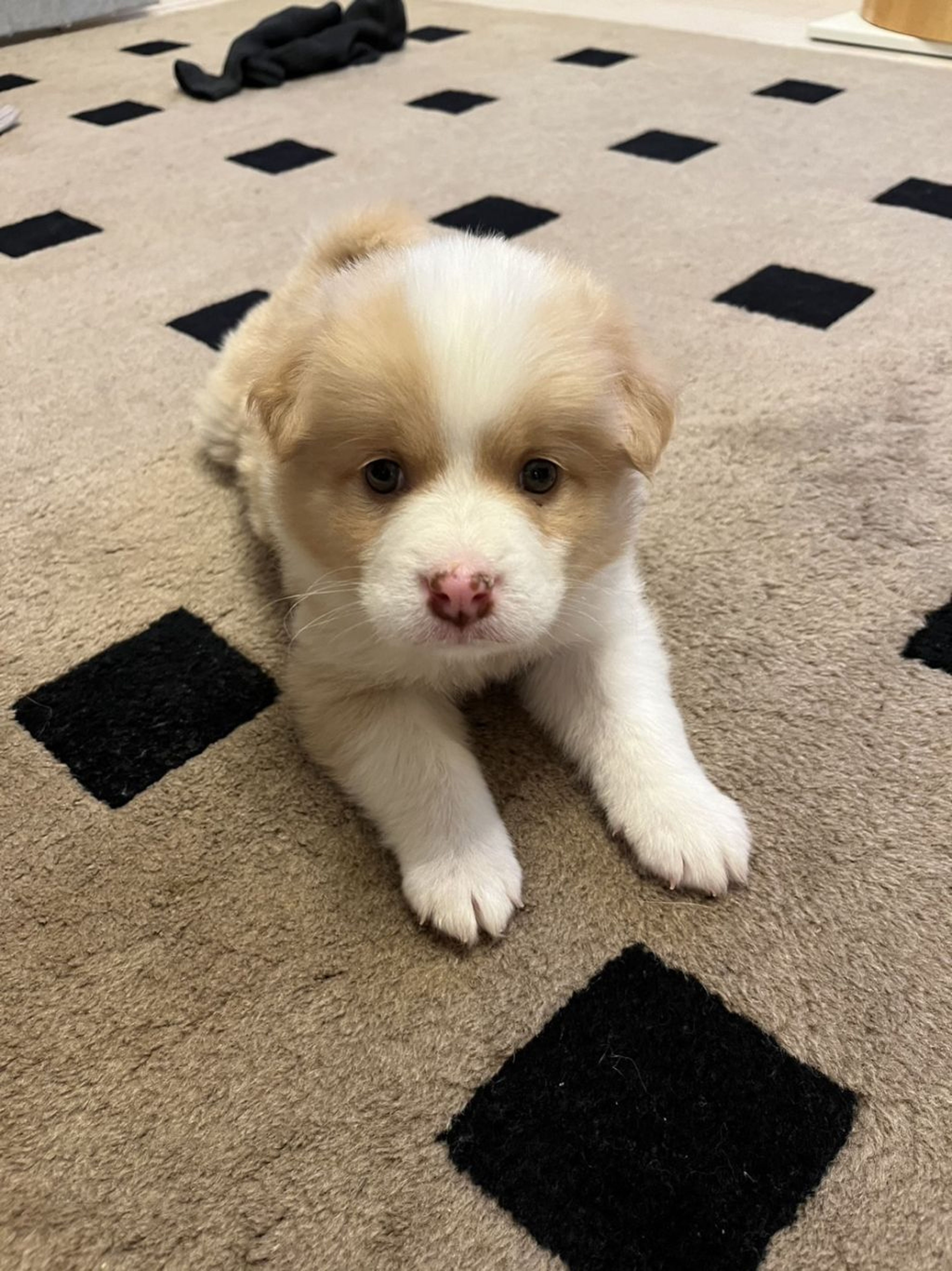 雑種（ミックス犬）・オスの里親募集の写真