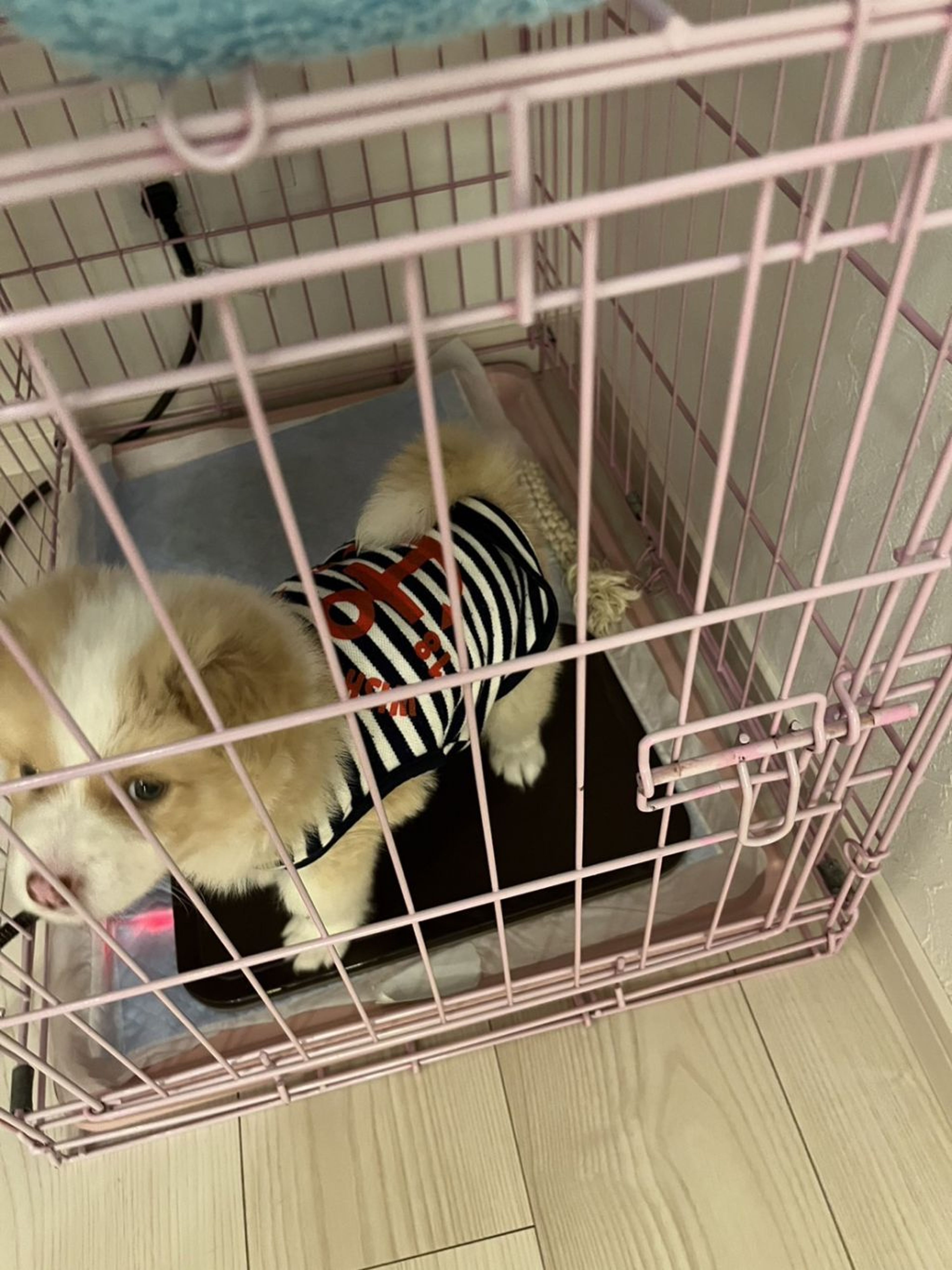 pet-image-4