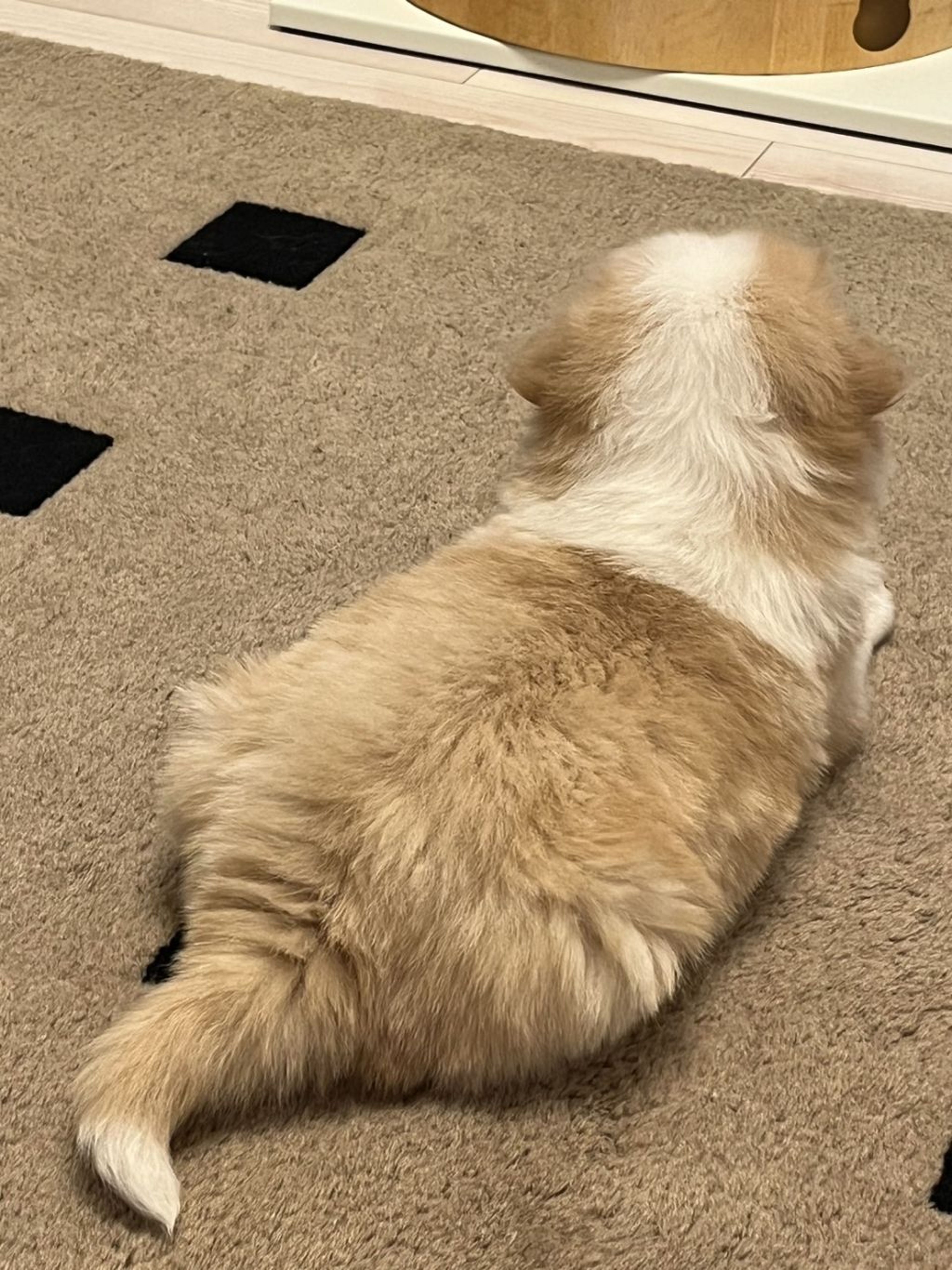 pet-image-5