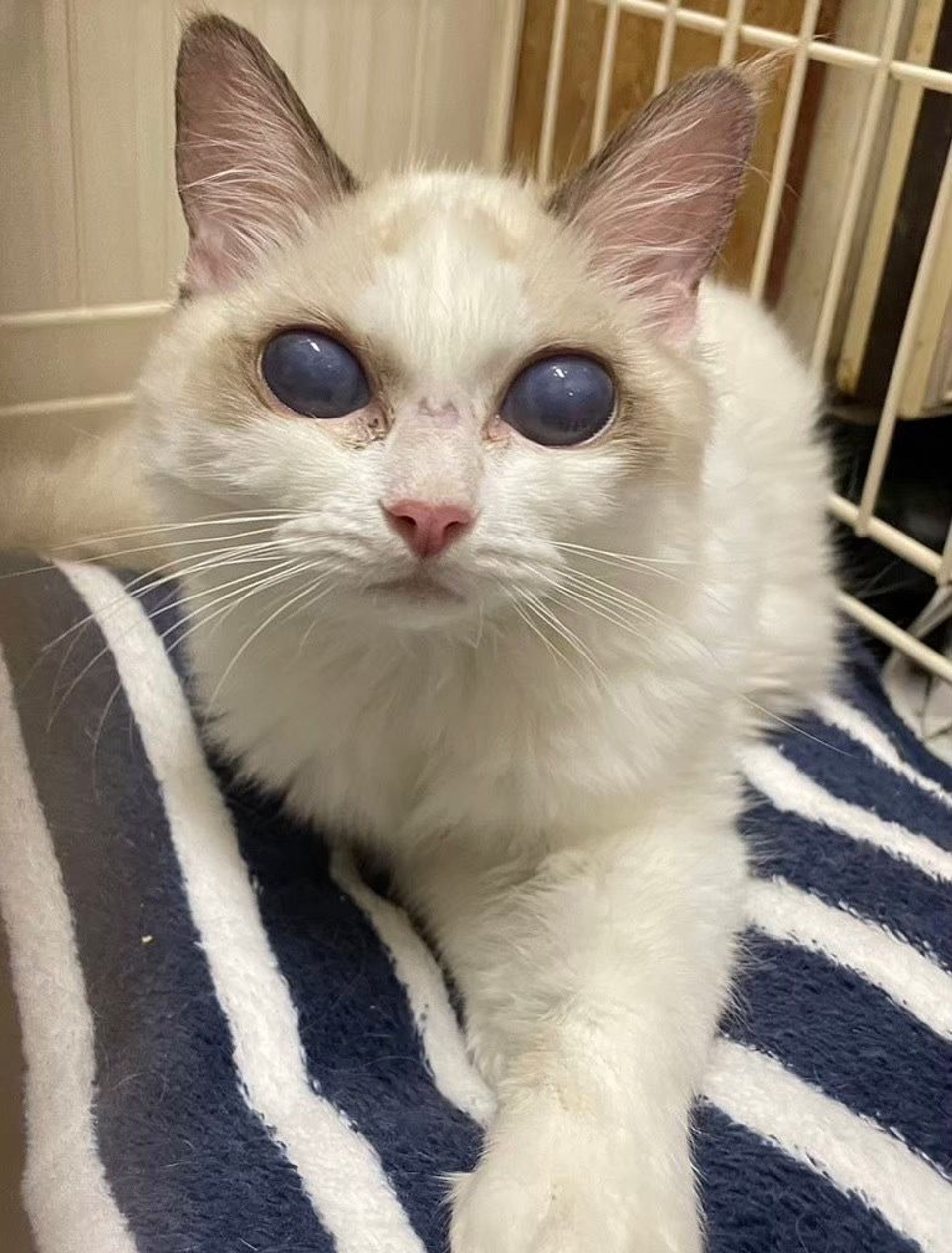 雑種（ミックス猫）・メスの里親募集の写真