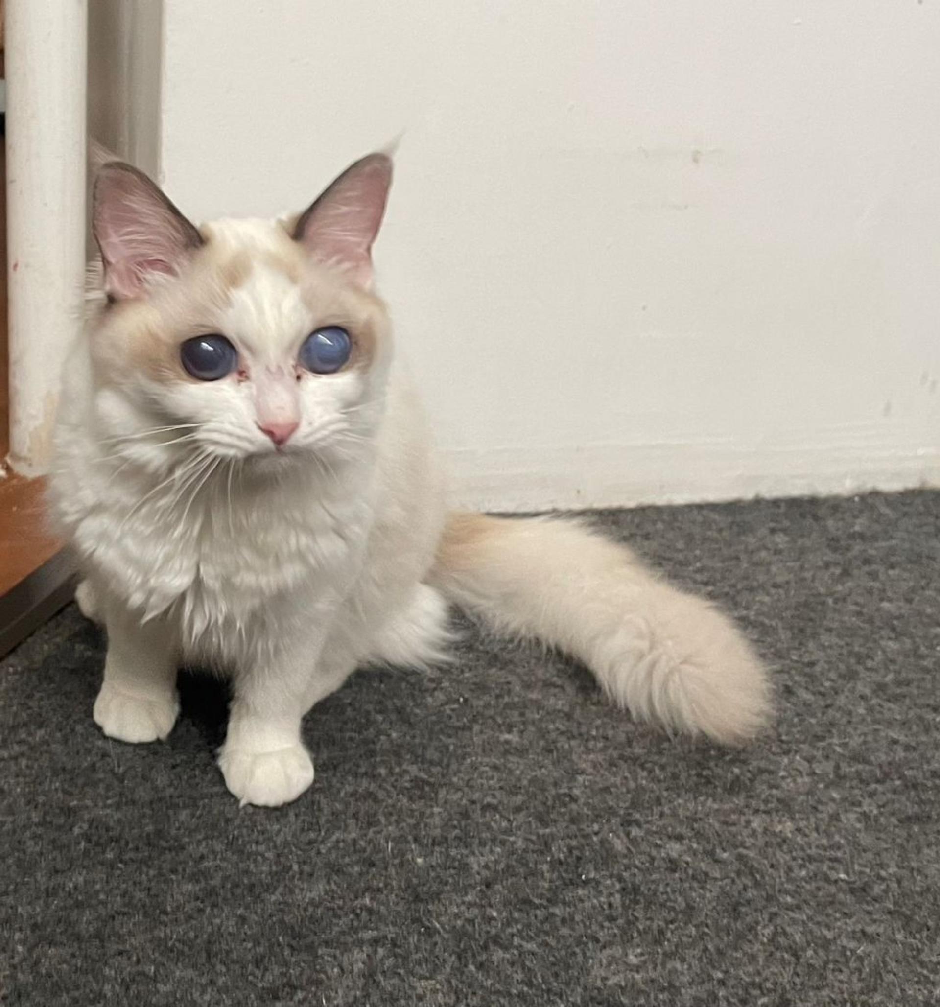pet-image-4