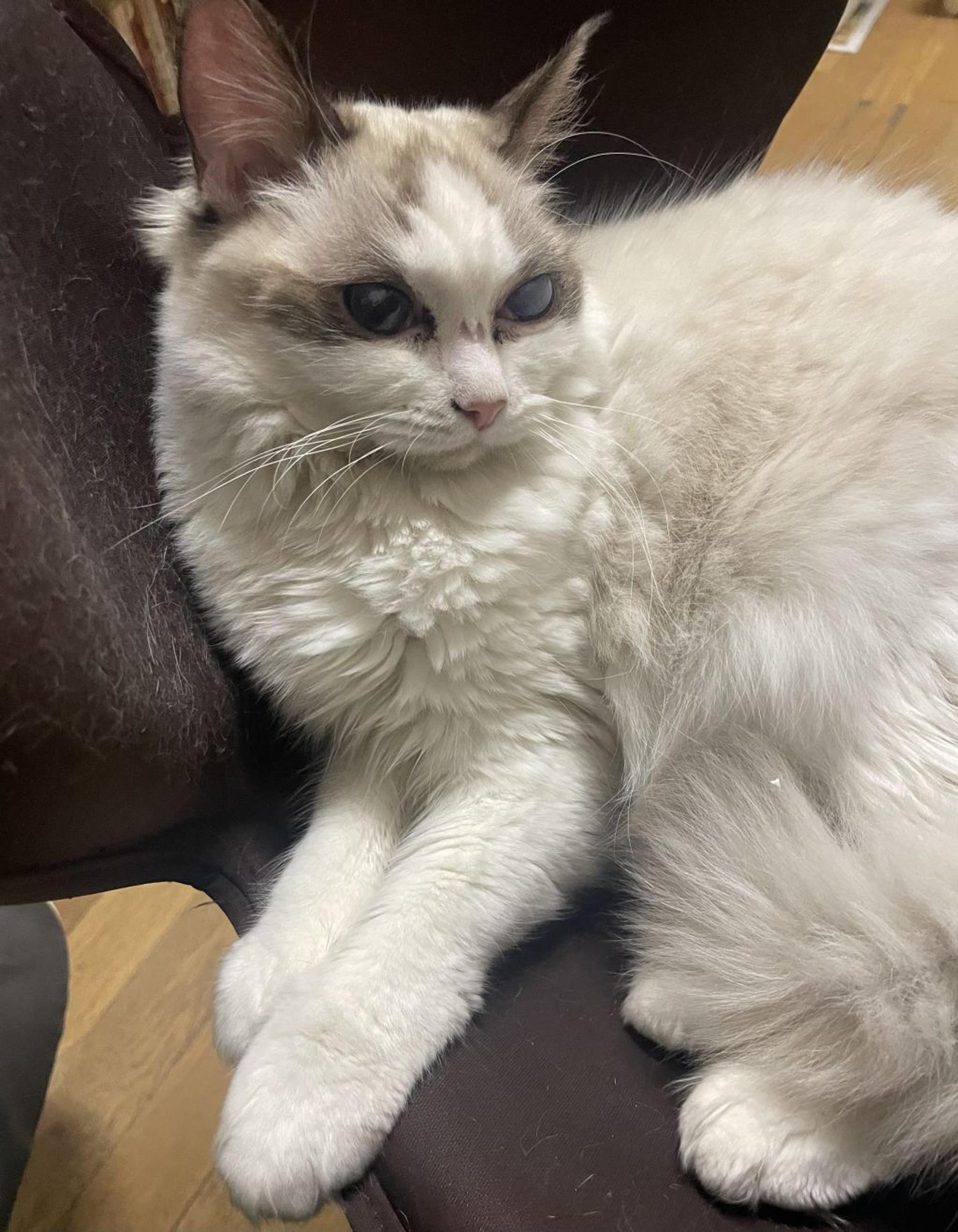 pet-image-2