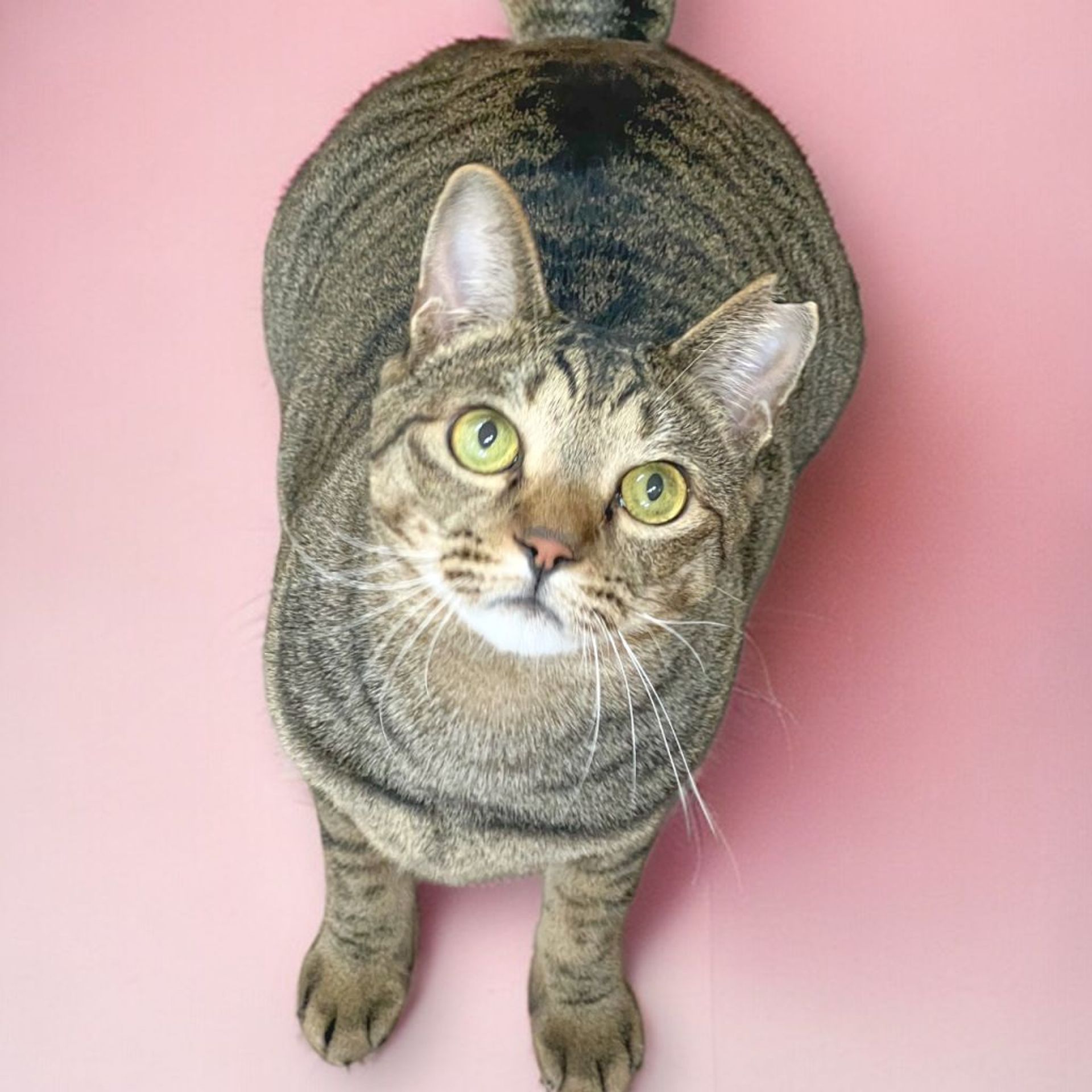 雑種（ミックス猫）・メスの里親募集の写真
