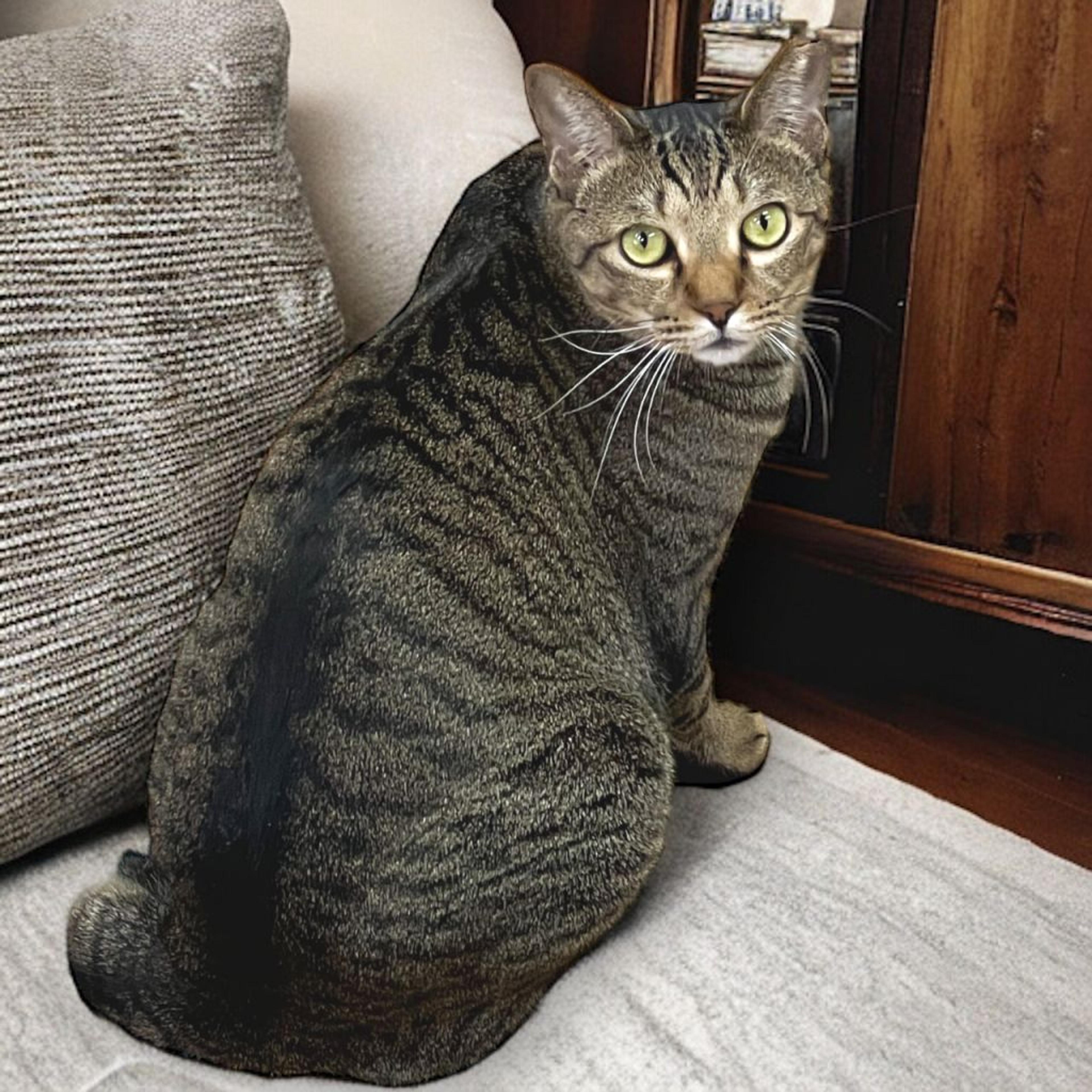 pet-image-3