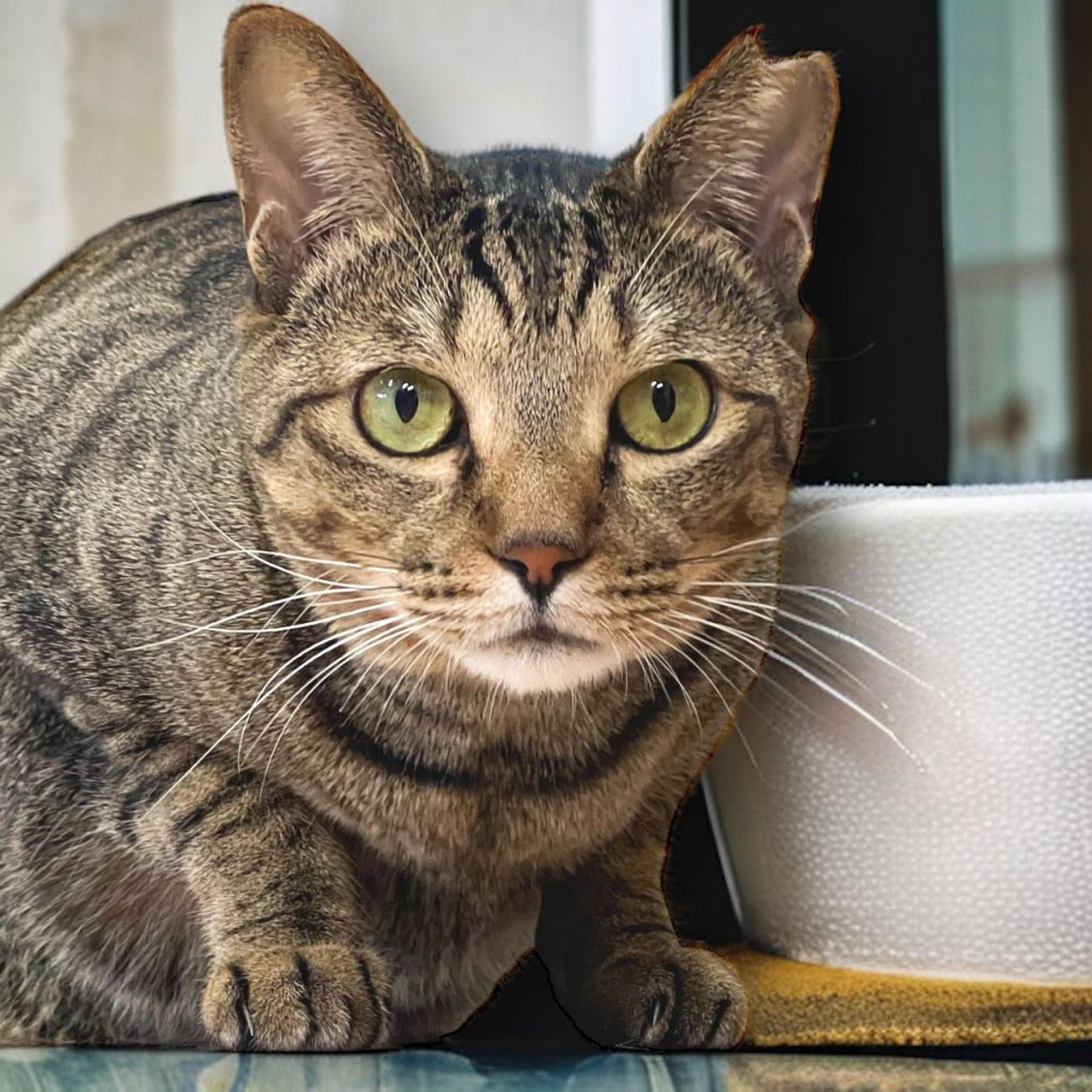 pet-image-4