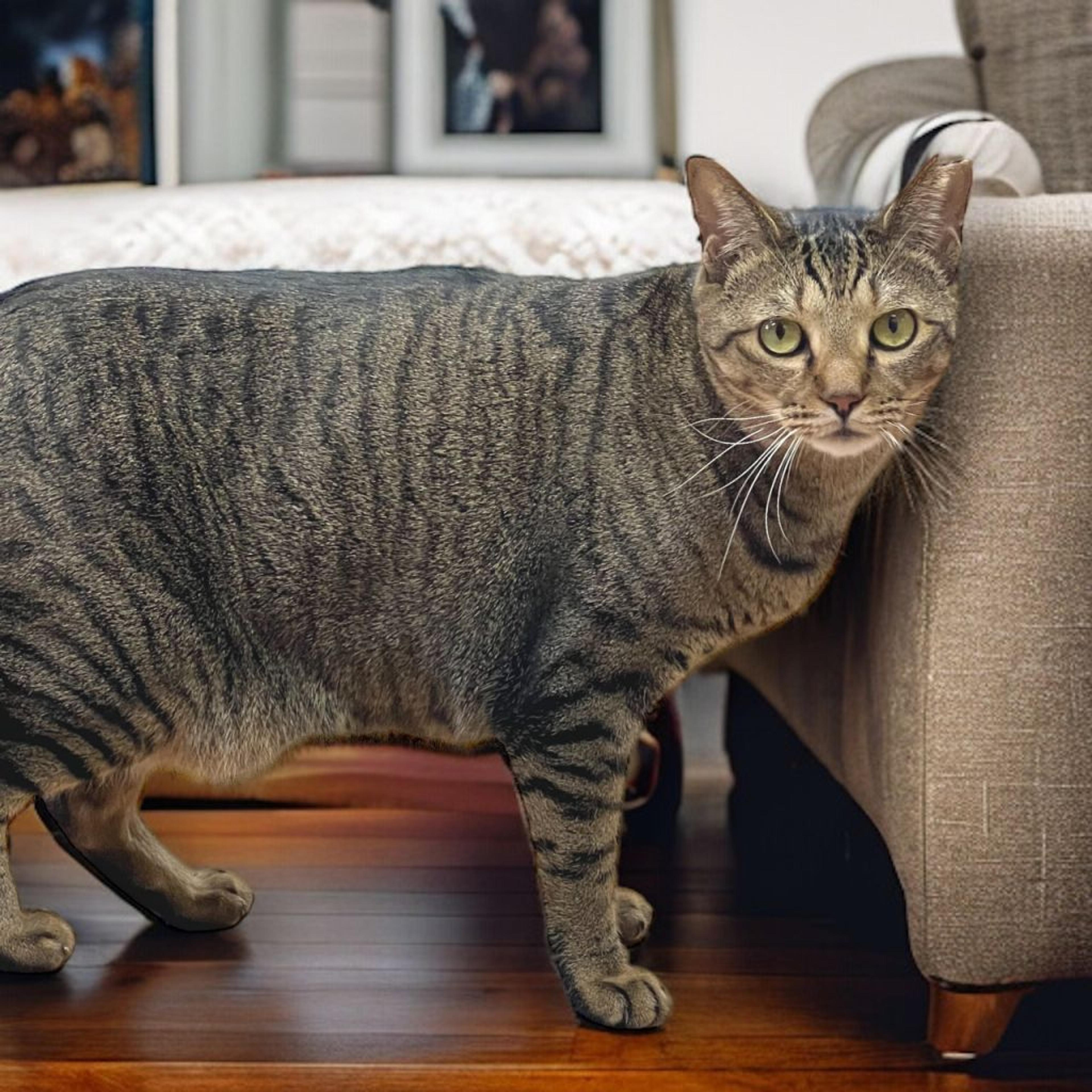 pet-image-5