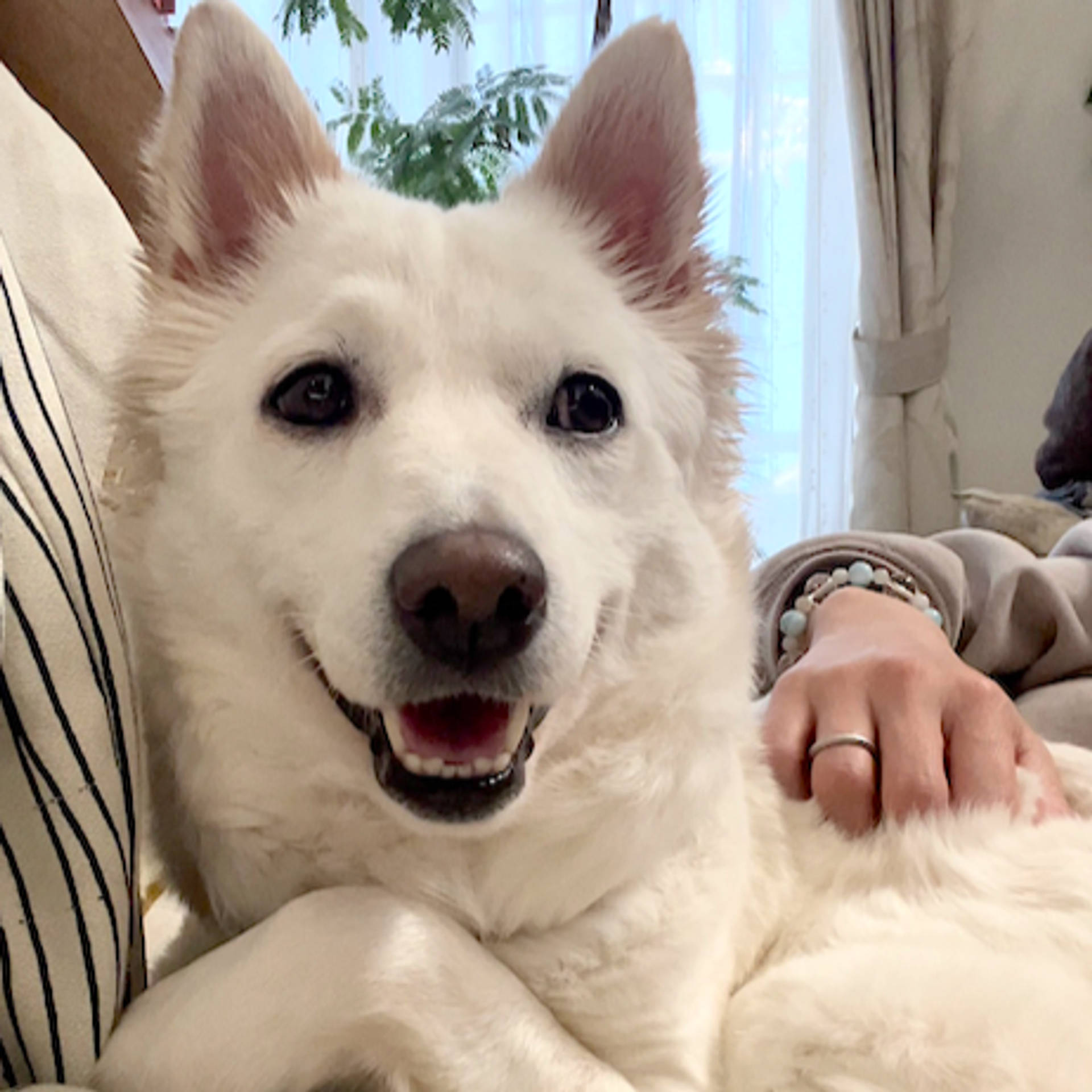 雑種（ミックス犬）・メスの里親募集の写真
