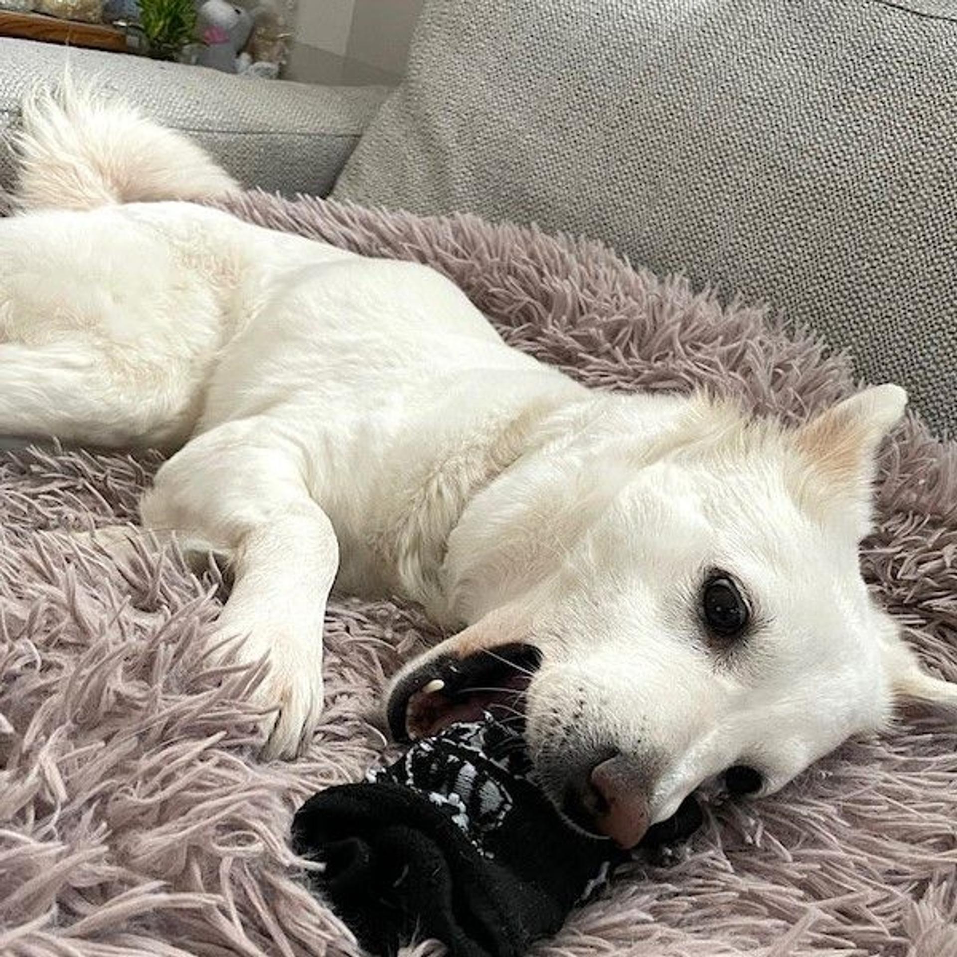 pet-image-4
