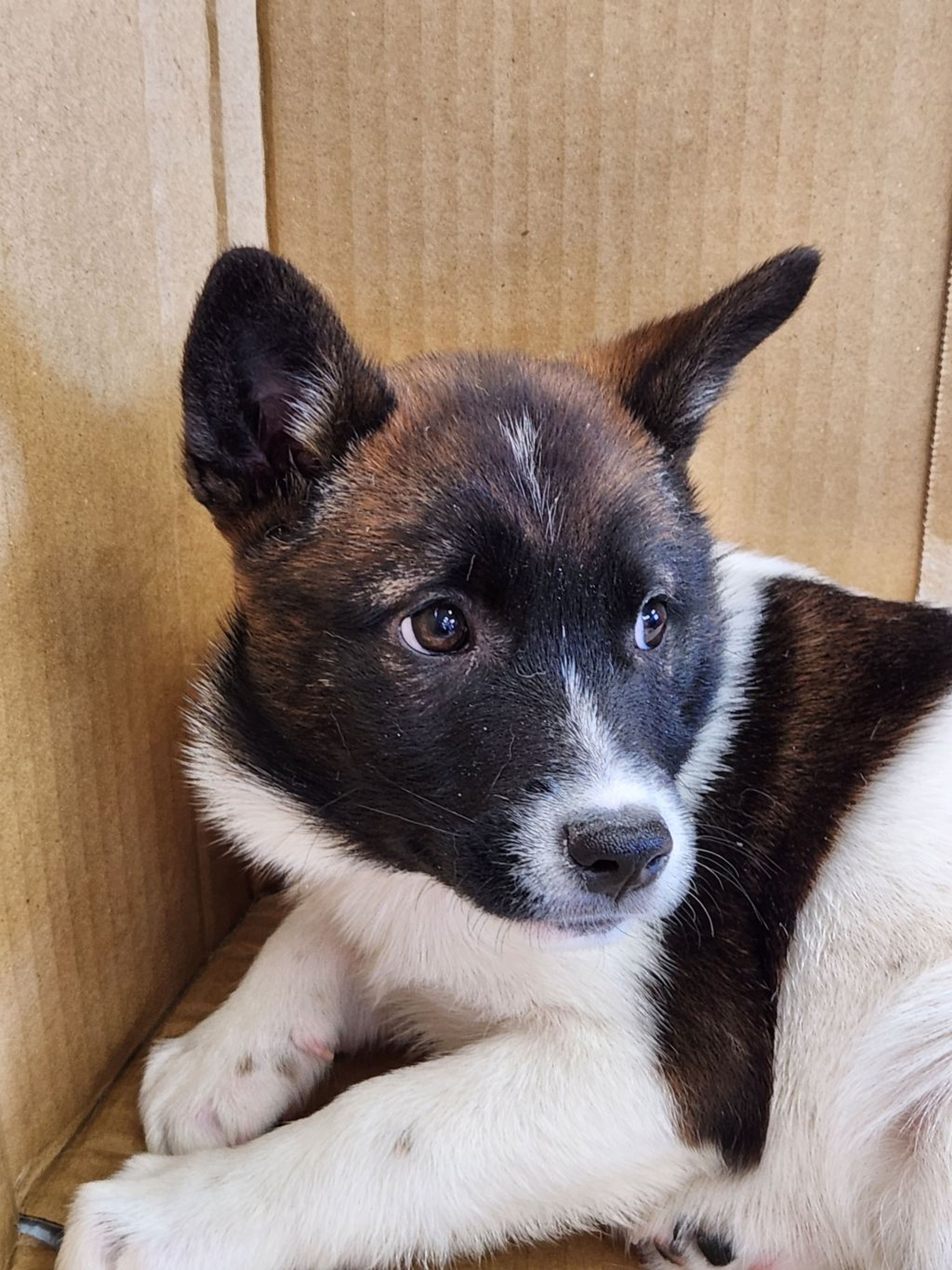 pet-image-2