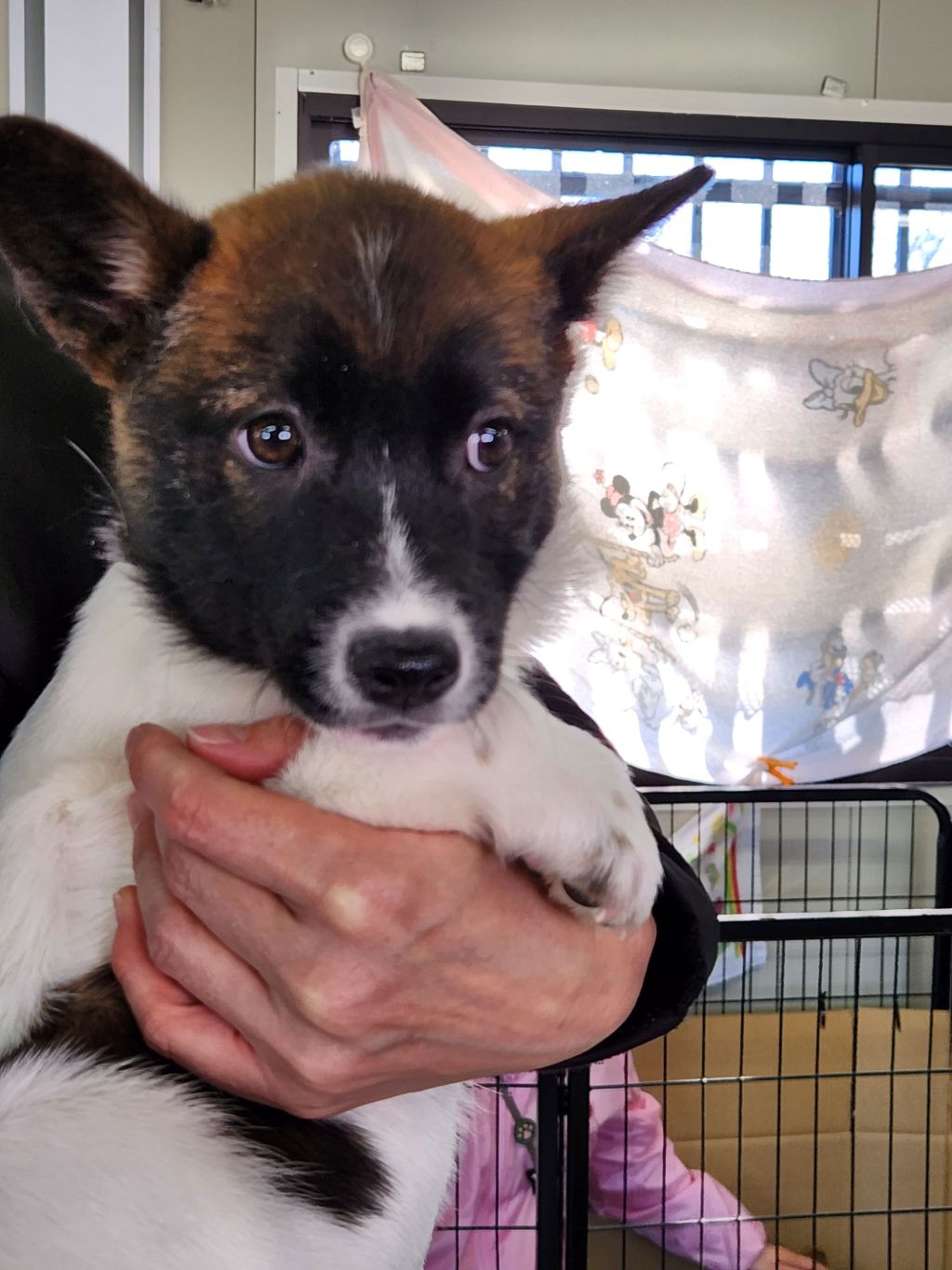 pet-image-3