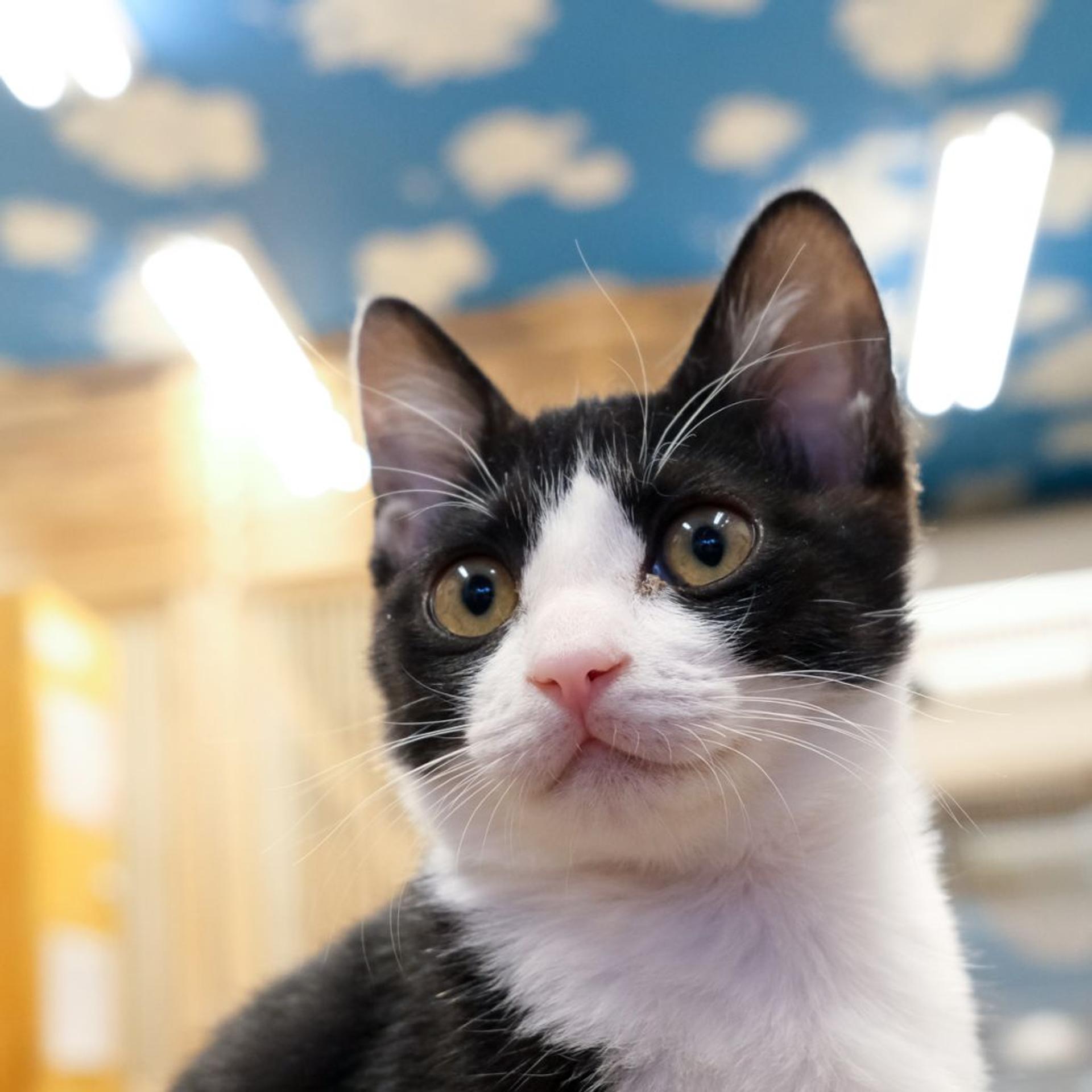 pet-image-4
