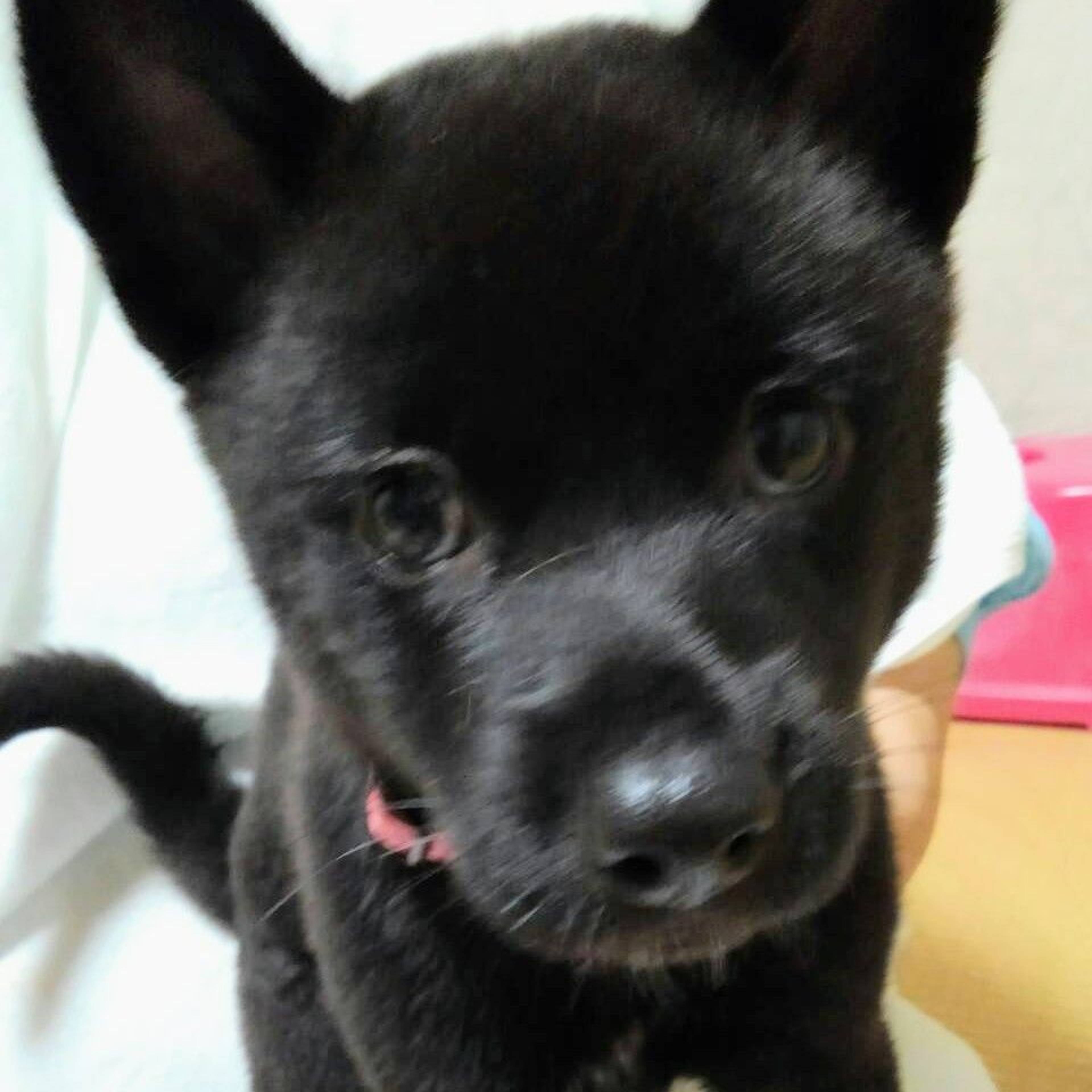 雑種（ミックス犬）・メスの里親募集の写真