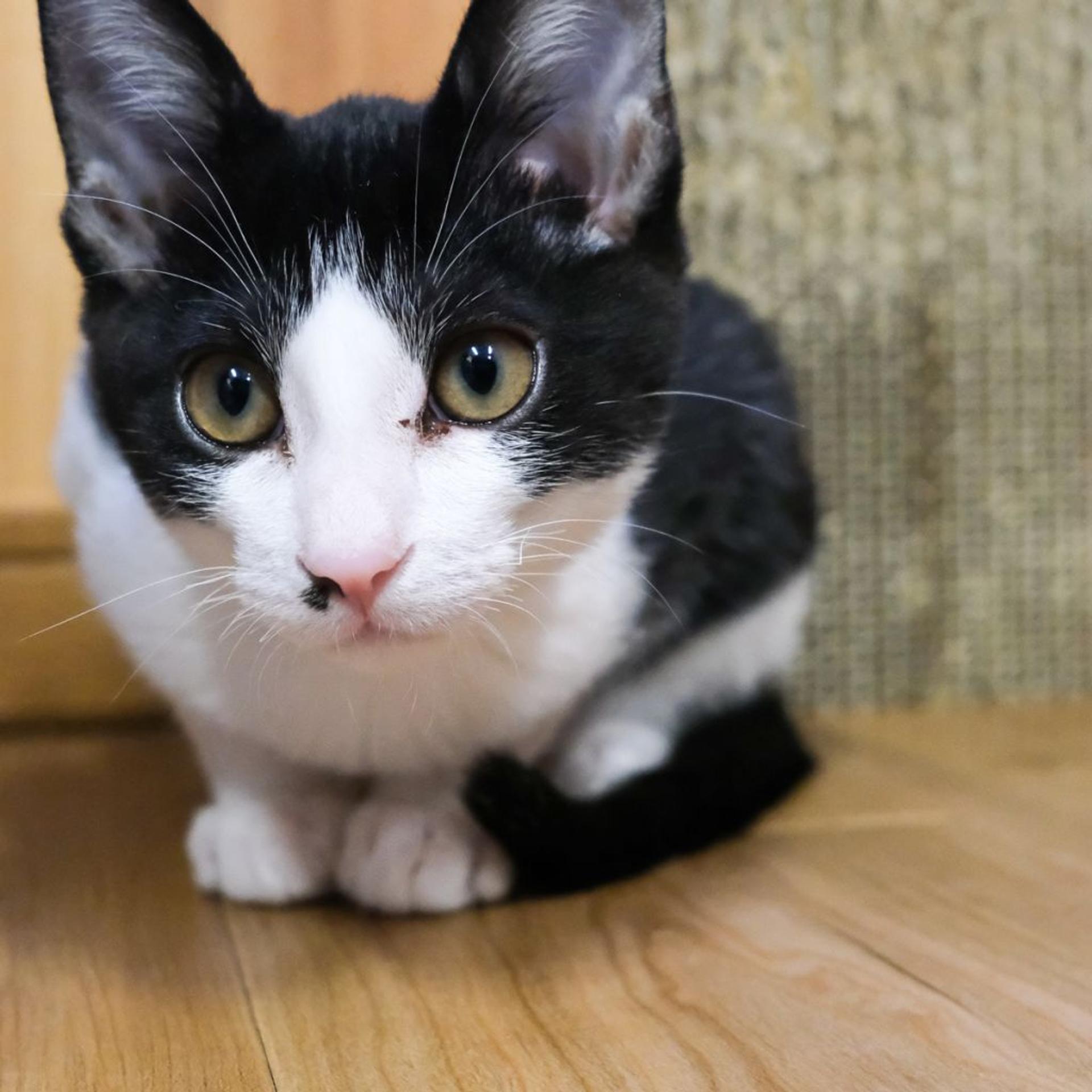 pet-image-3