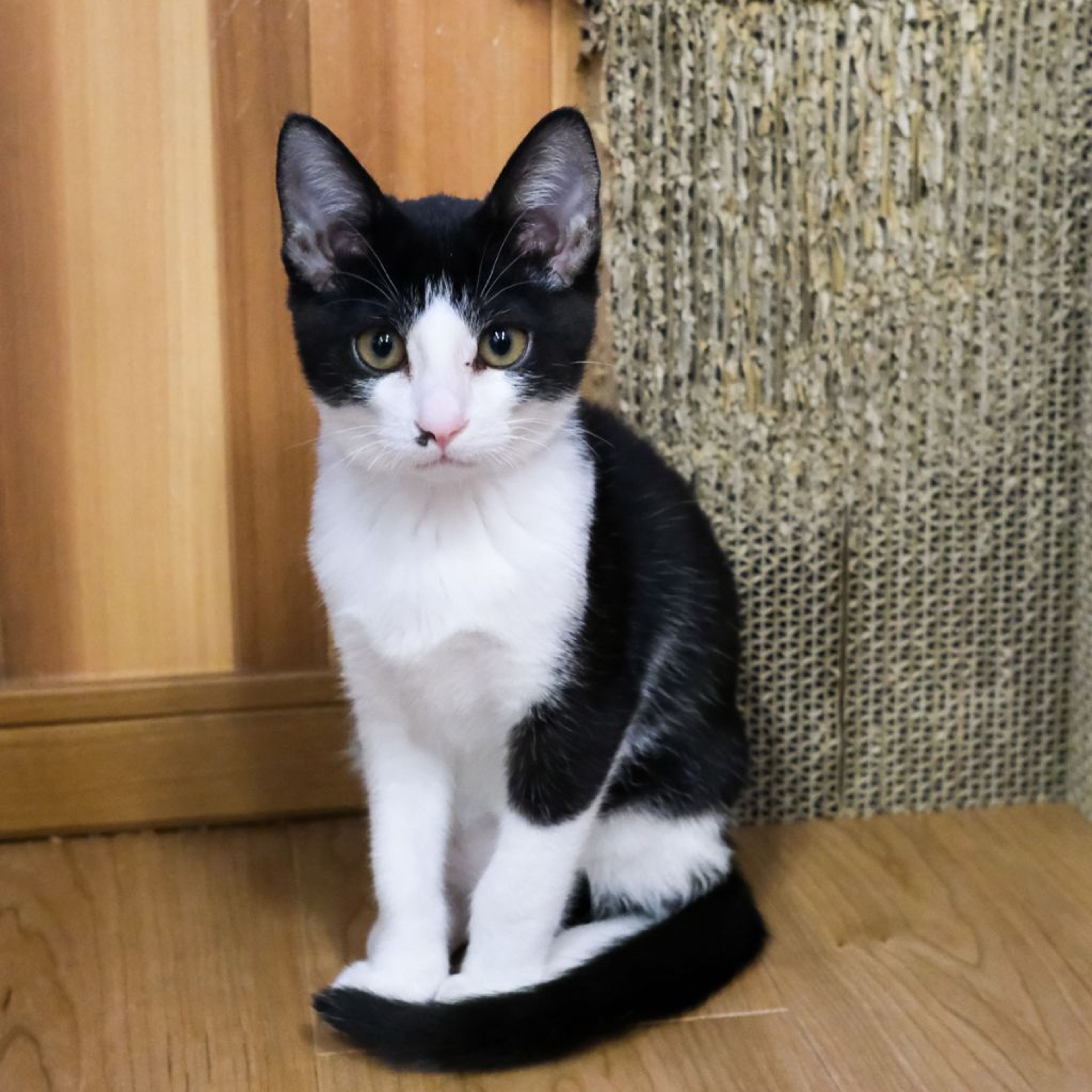 pet-image-4